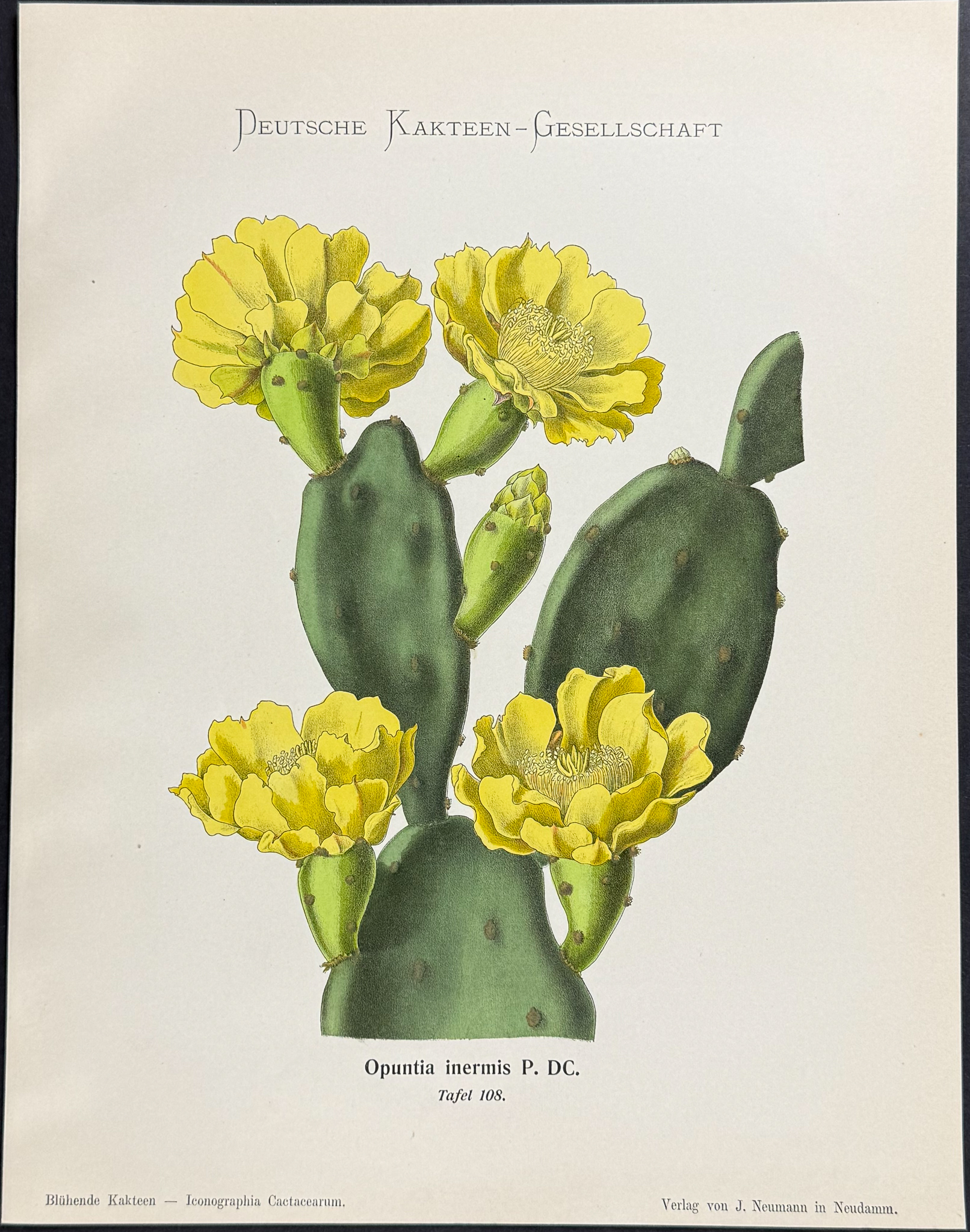 Schumann - 5 Cactus Prints