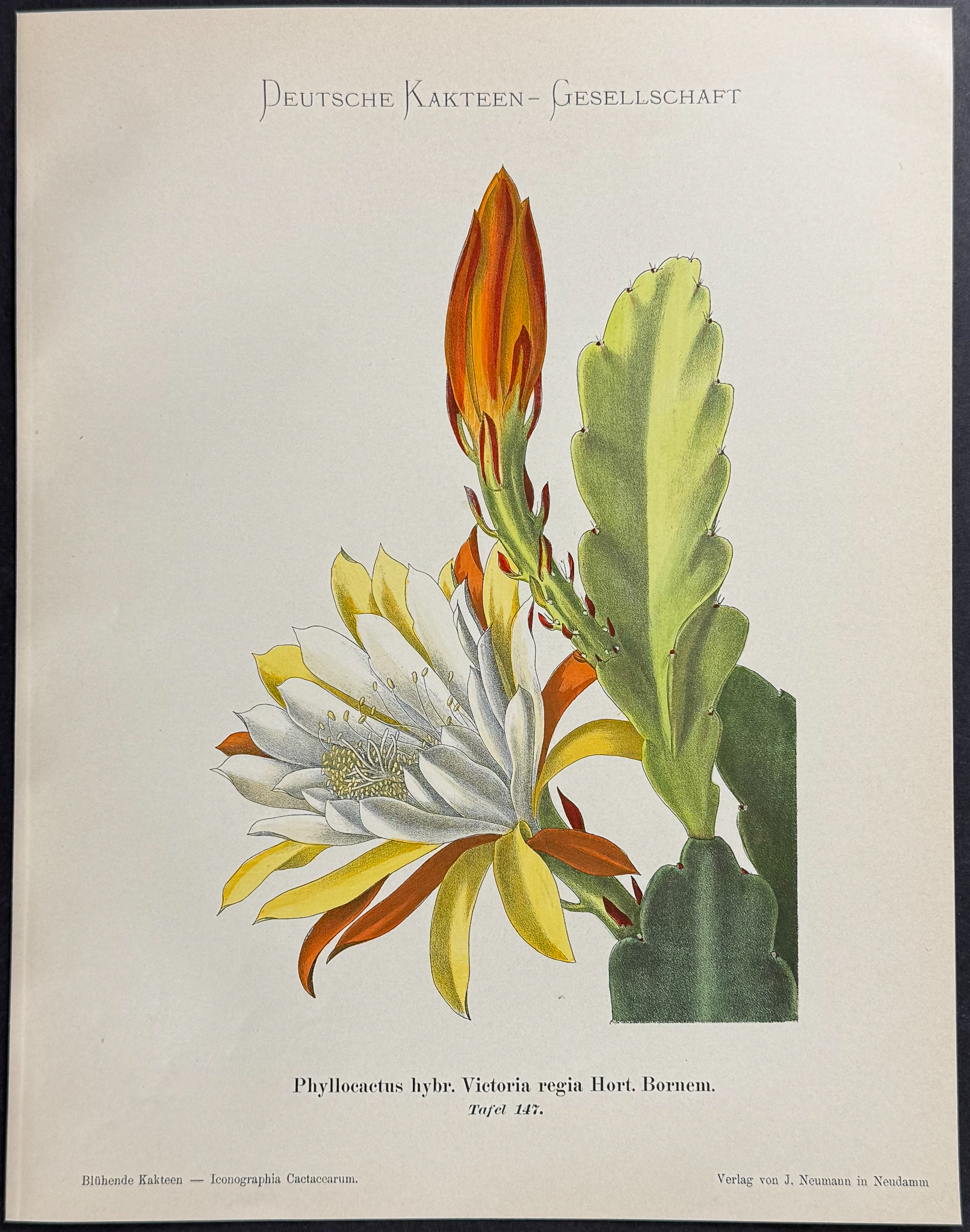 Schumann - 5 Cactus Prints