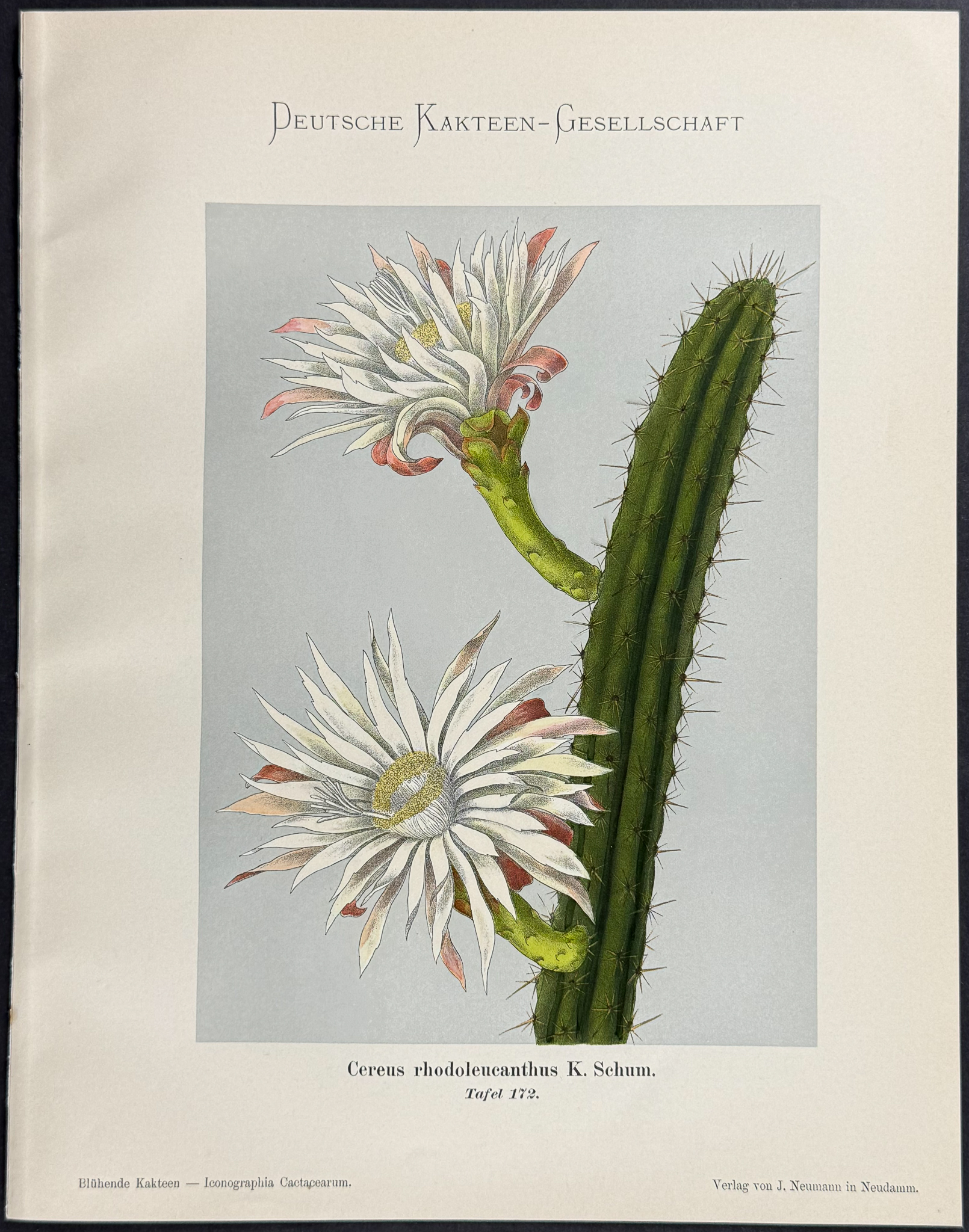 Schumann - 5 Cactus Prints