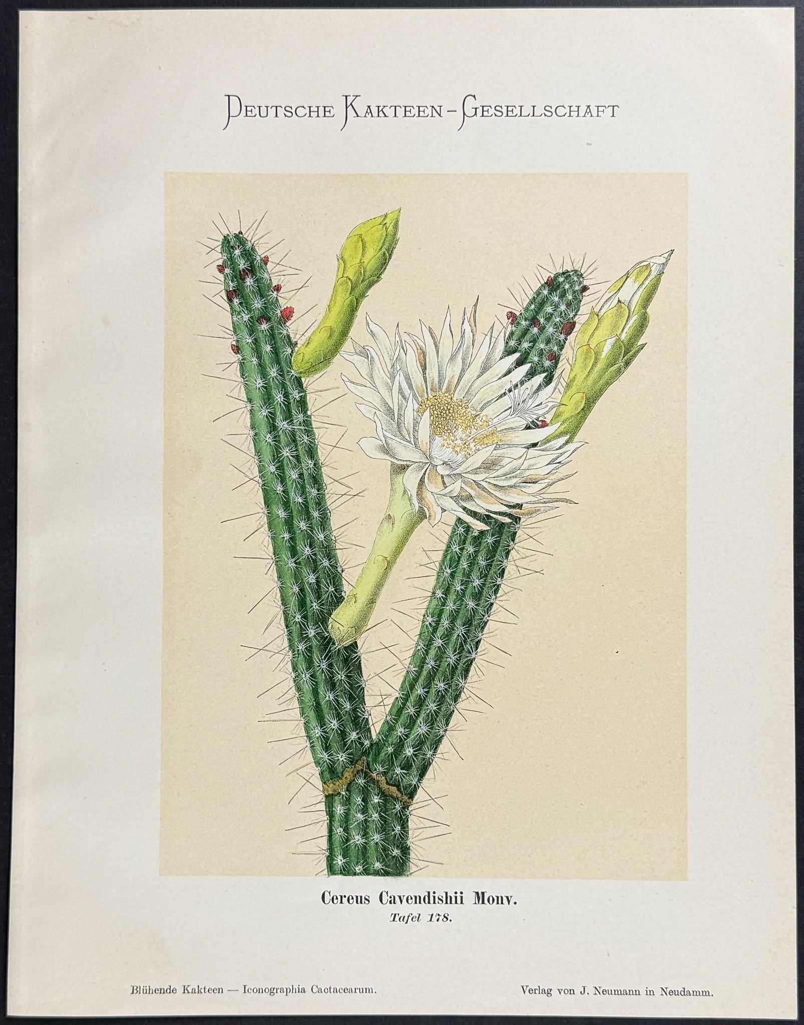 Schumann - 5 Cactus Prints