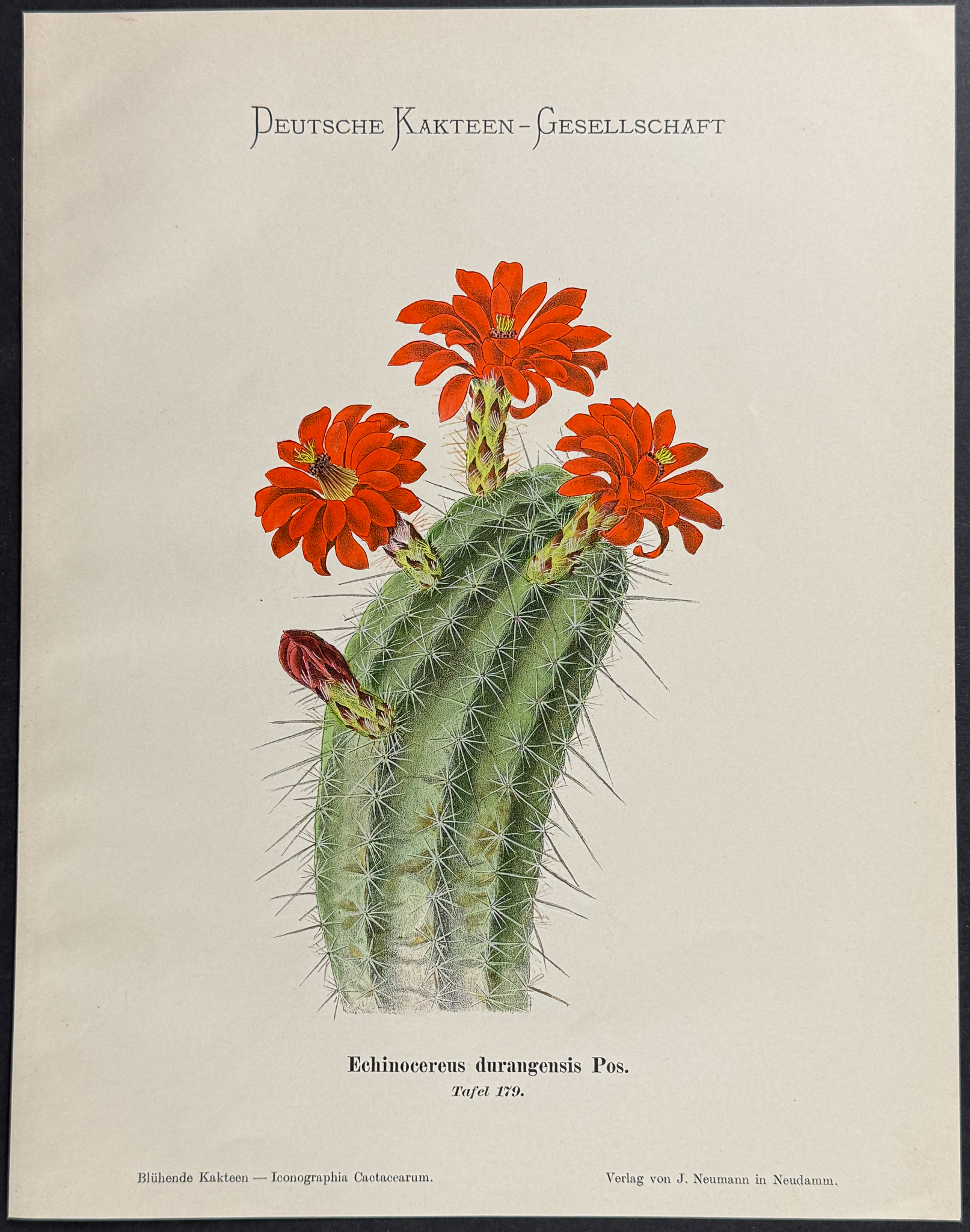 Schumann - 5 Cactus Prints