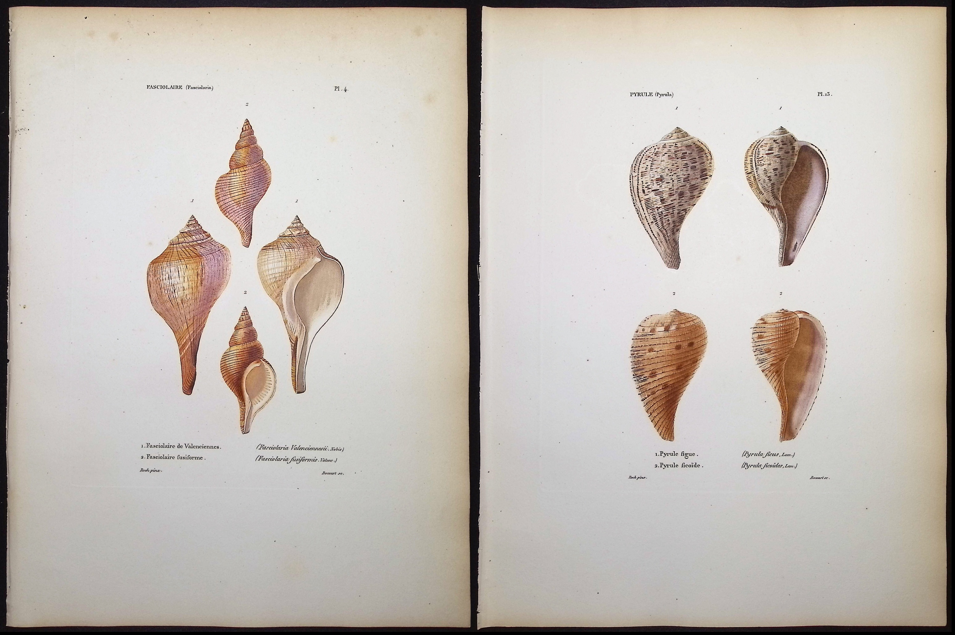 Kiener - 5 Shell Engravings