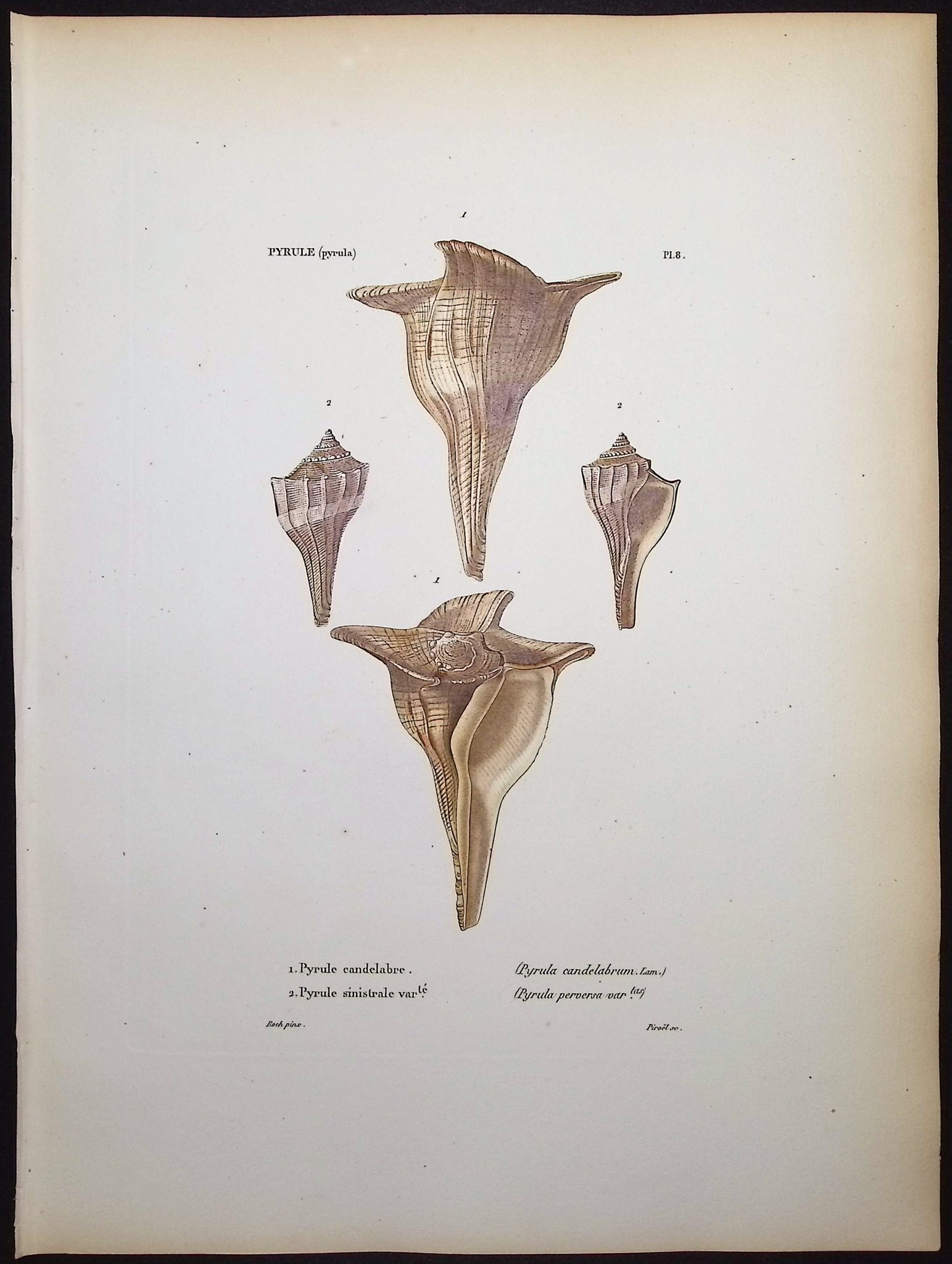 Kiener - 5 Shell Engravings