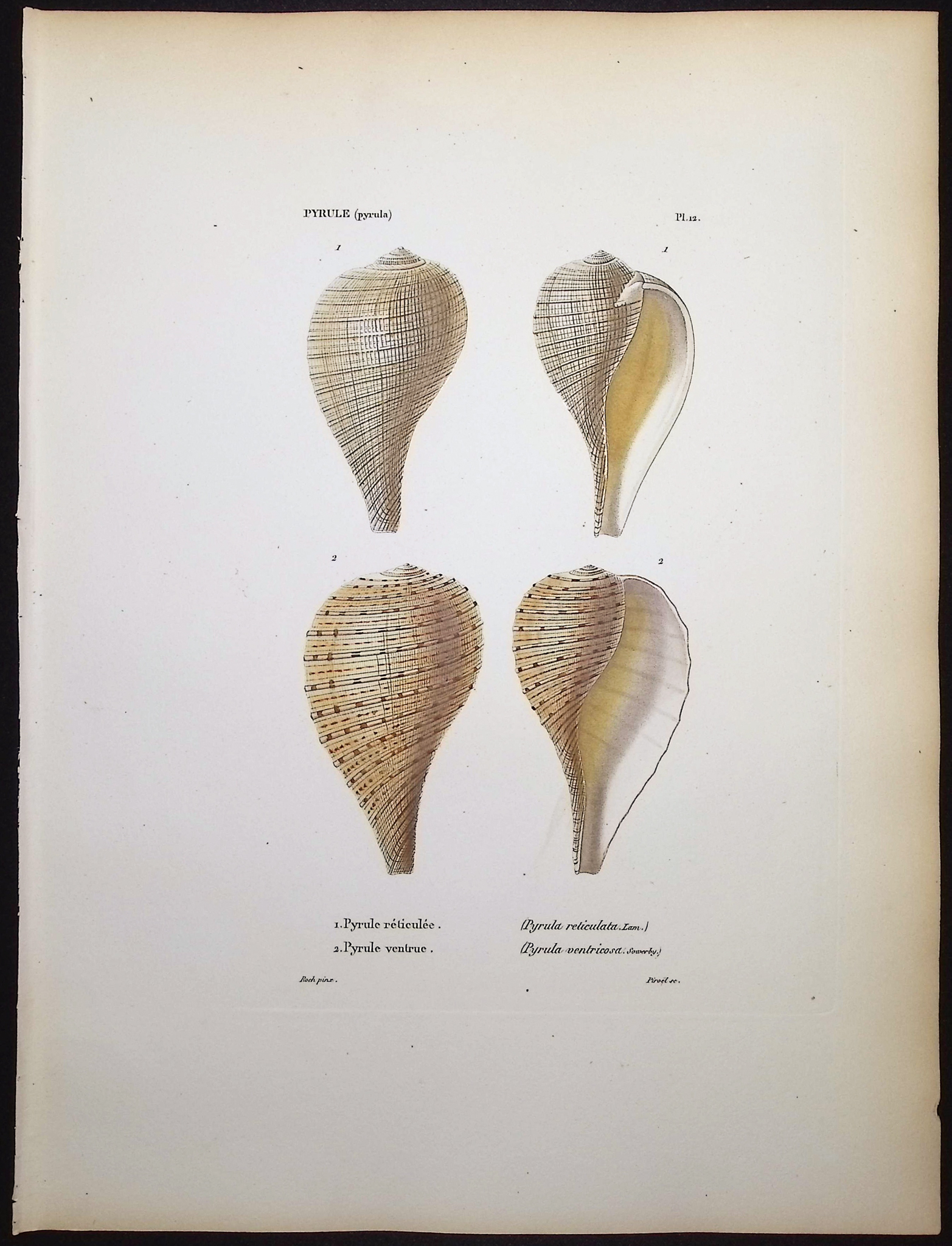 Kiener - 5 Shell Engravings