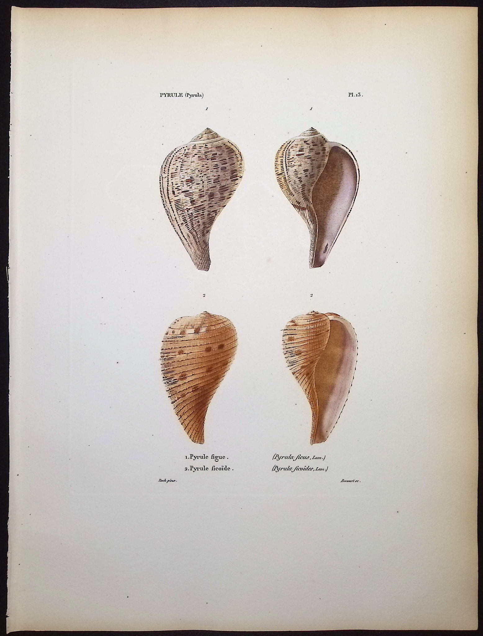 Kiener - 5 Shell Engravings