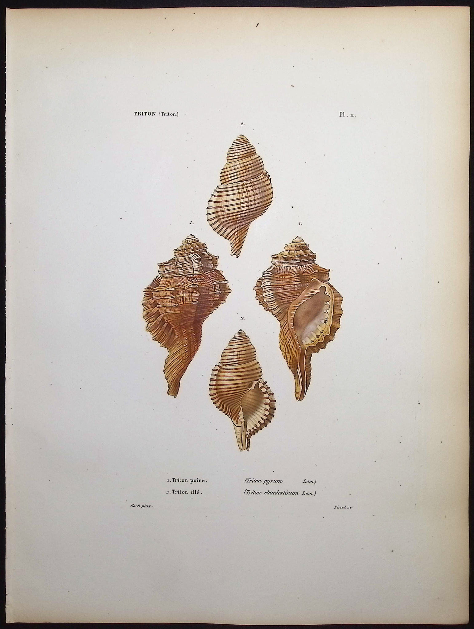 Kiener - 5 Shell Engravings
