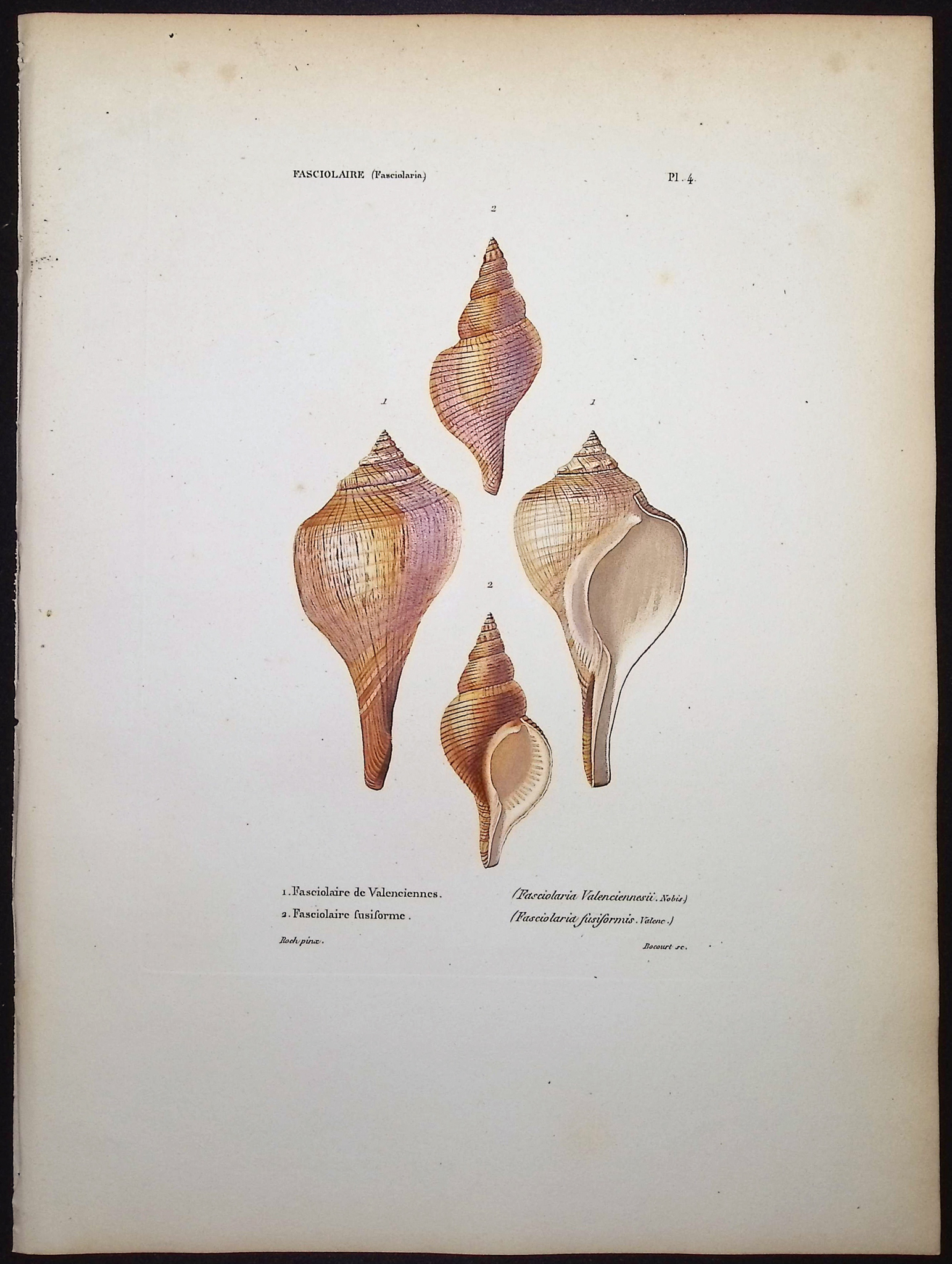 Kiener - 5 Shell Engravings