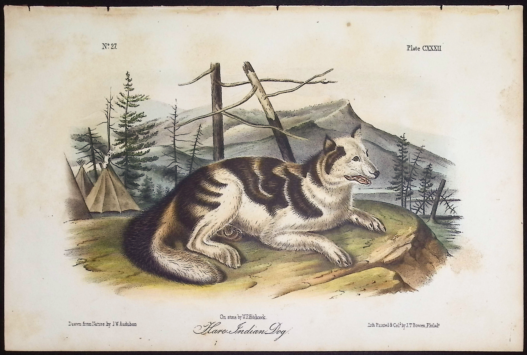 Audubon - Hare Indian Dog. 132