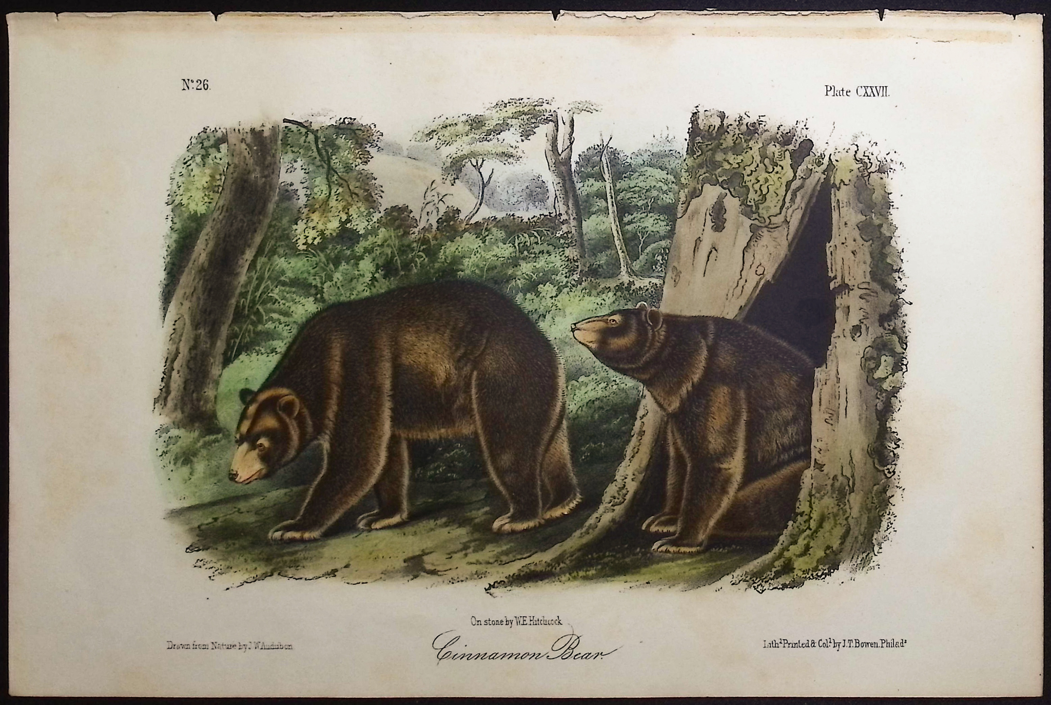 Audubon - Cinnamon Bear. 127