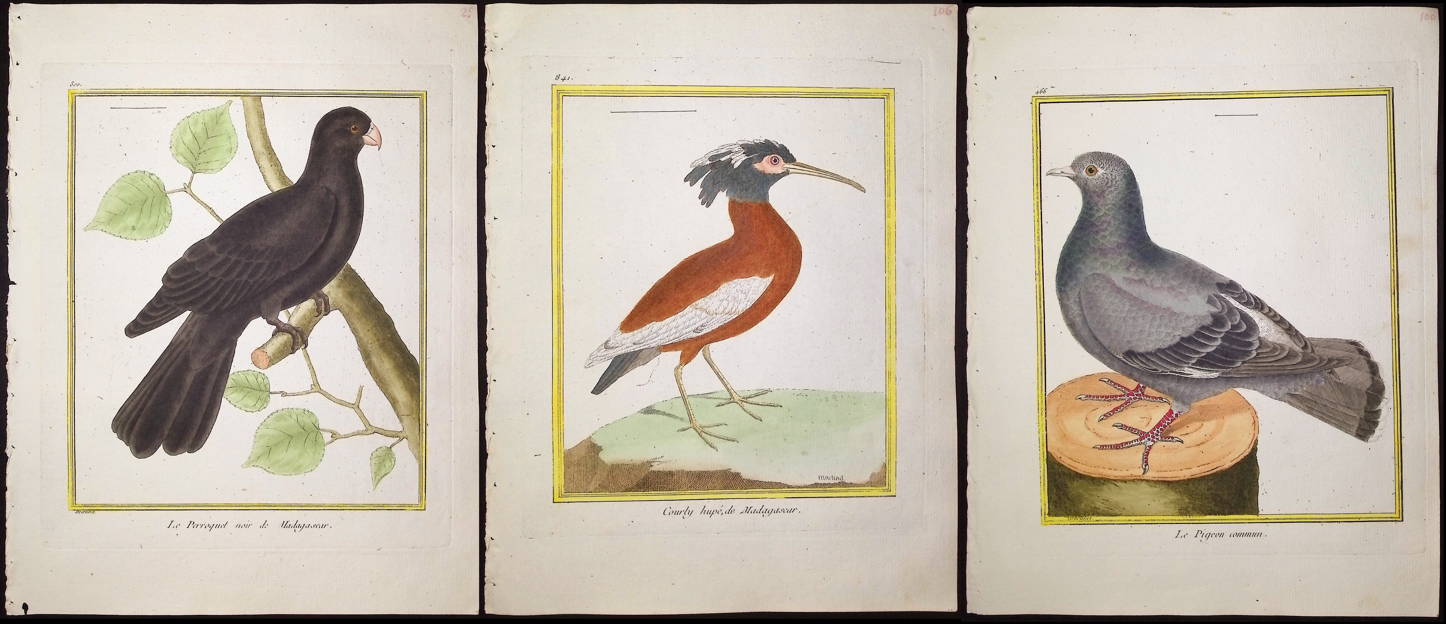 Martinet & Buffon - 9 Bird Engravings