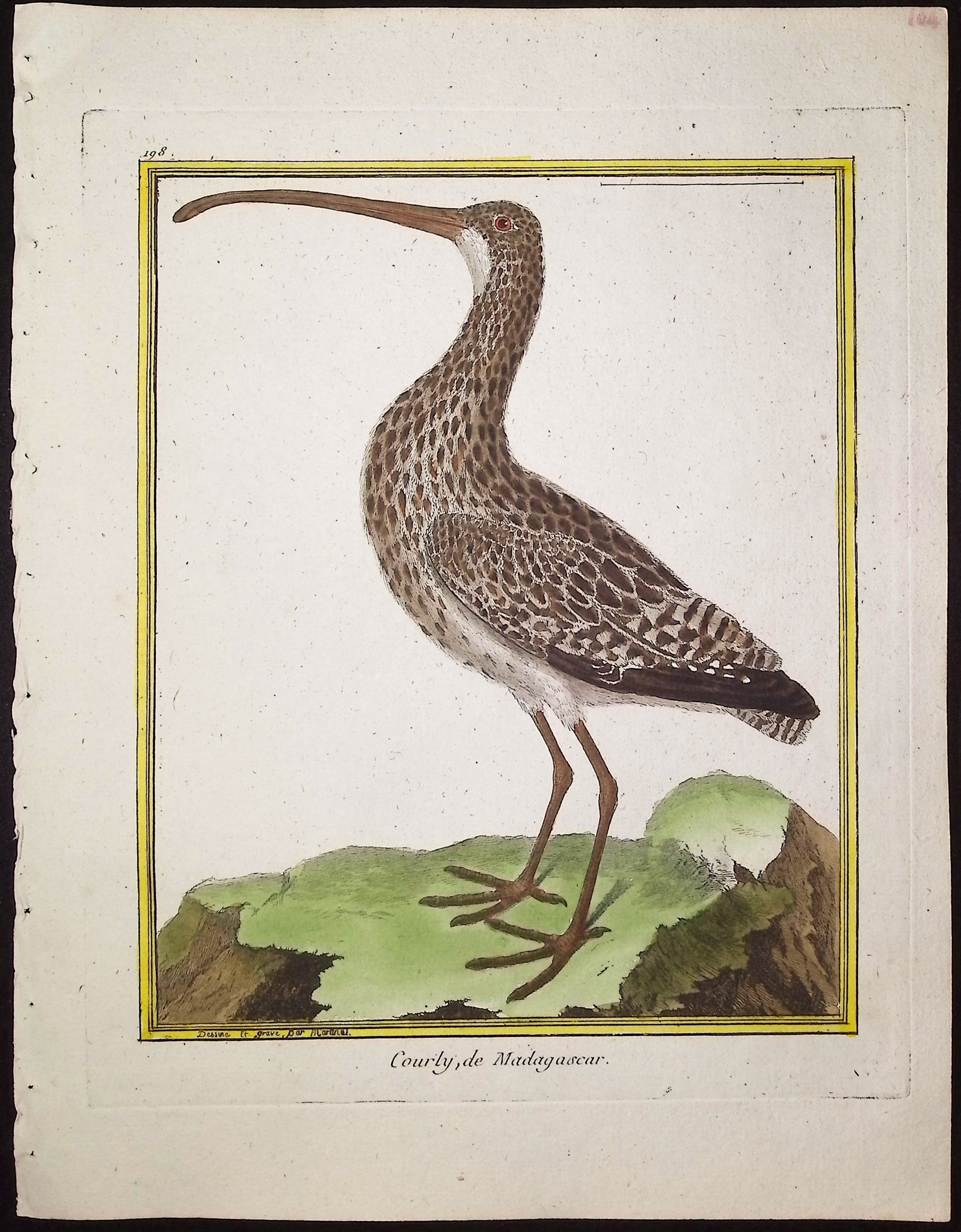 Martinet & Buffon - 9 Bird Engravings