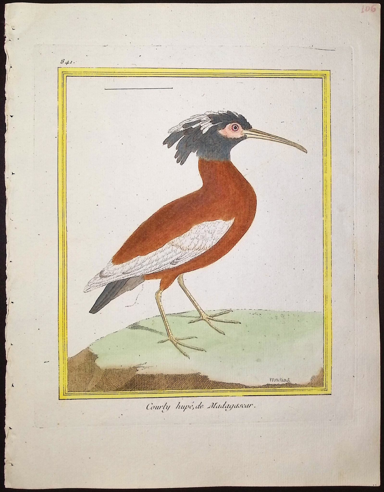 Martinet & Buffon - 9 Bird Engravings