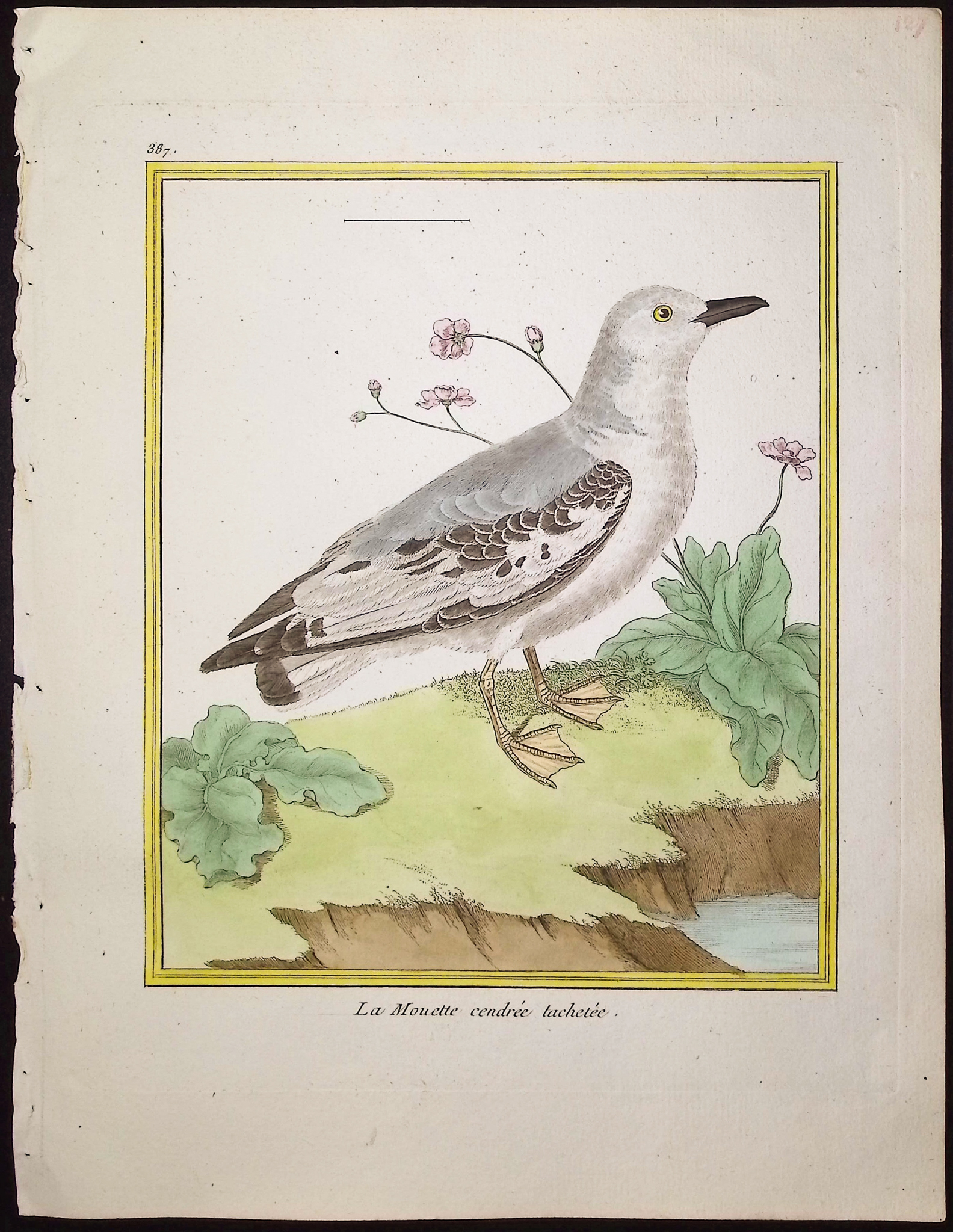 Martinet & Buffon - 9 Bird Engravings