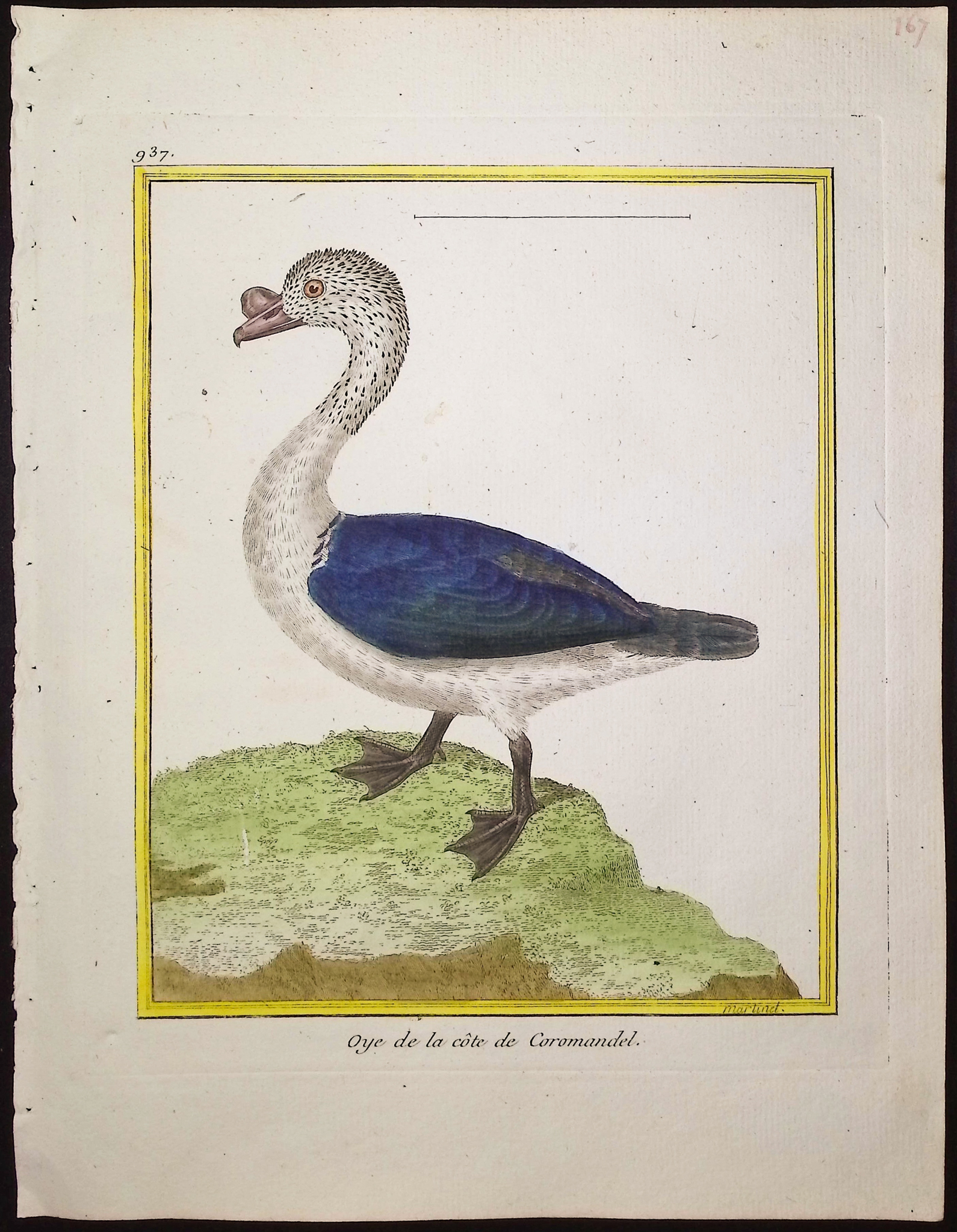 Martinet & Buffon - 9 Bird Engravings