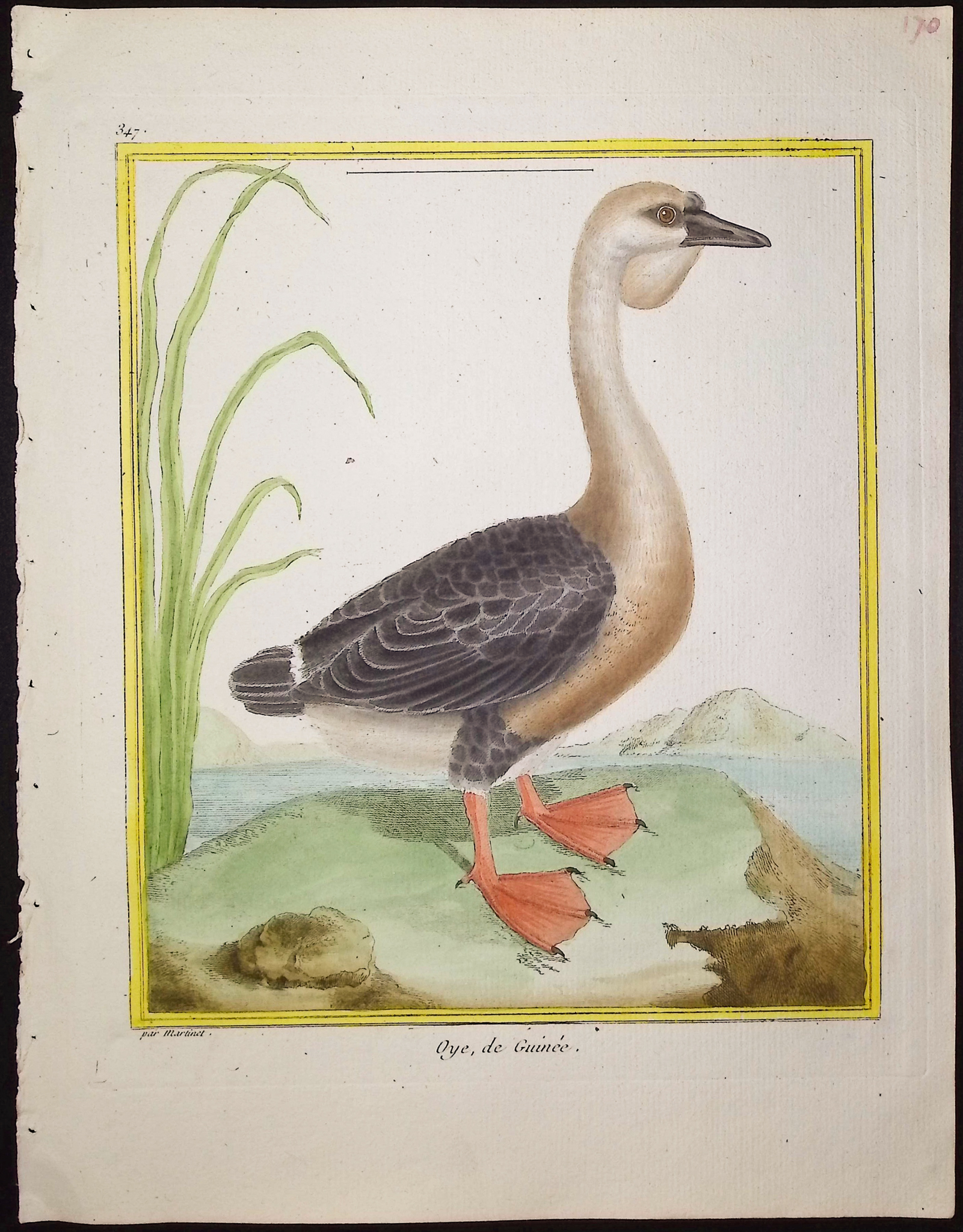 Martinet & Buffon - 9 Bird Engravings