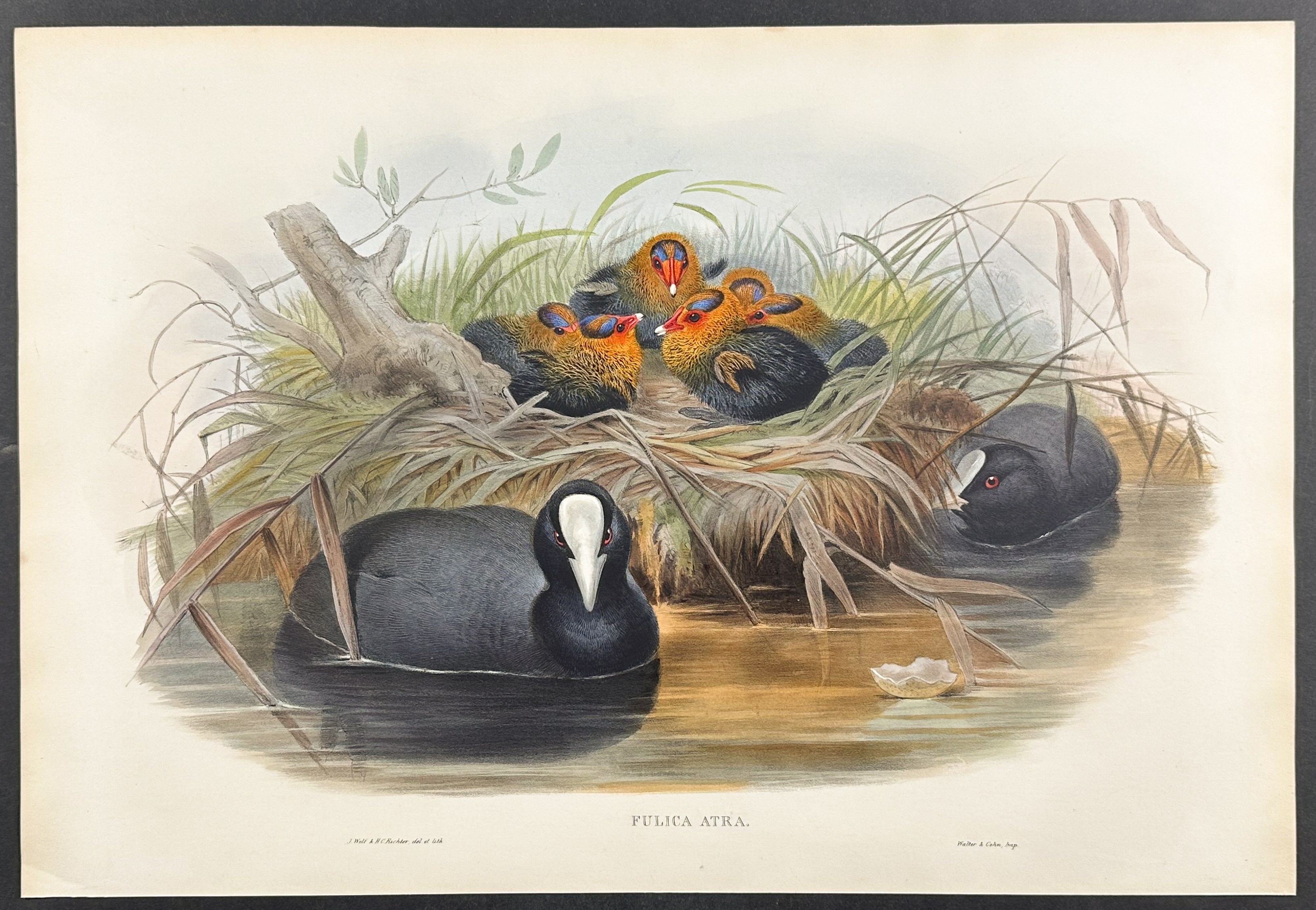 Gould, Great Britain - Coot