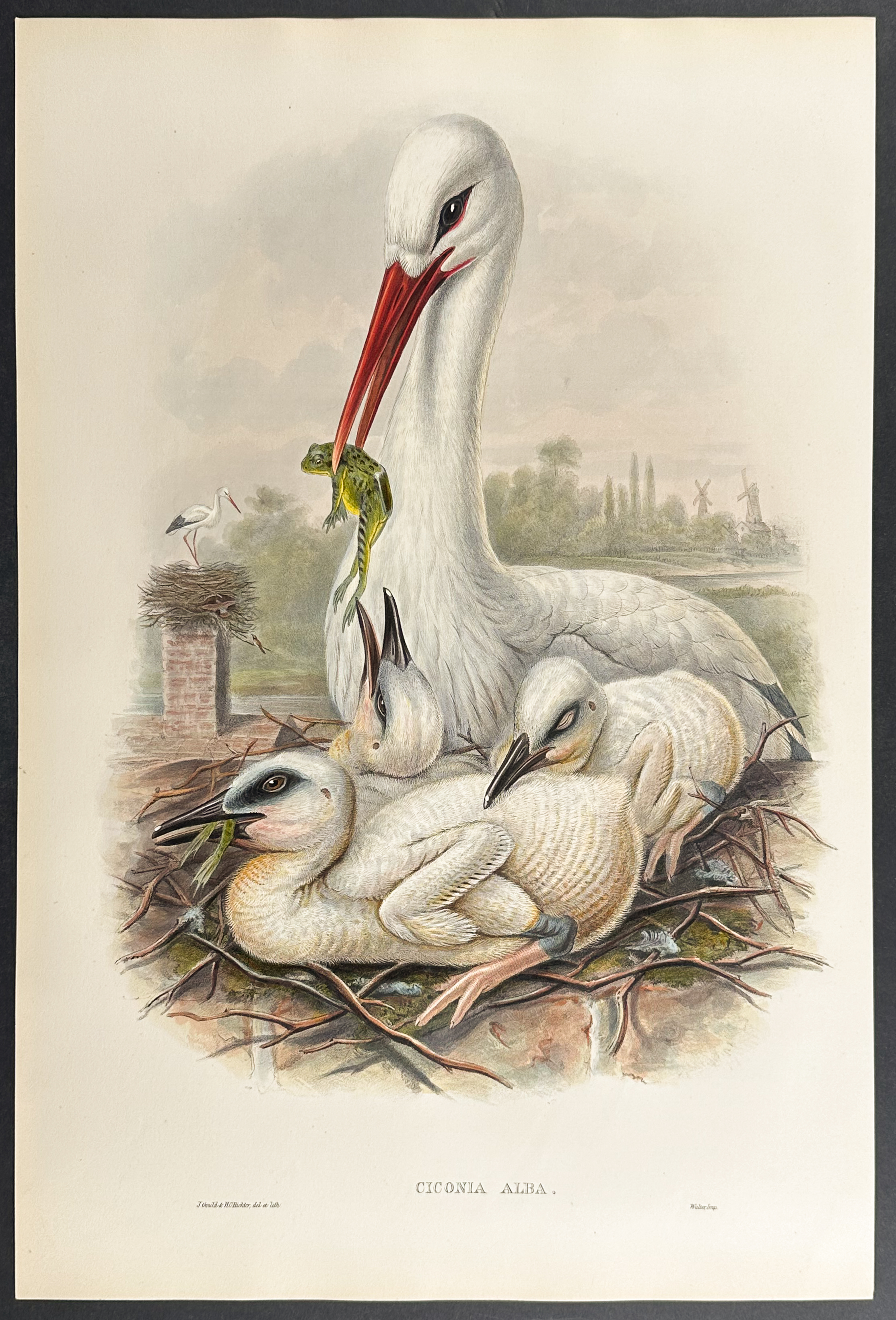 Gould, Great Britain - Stork