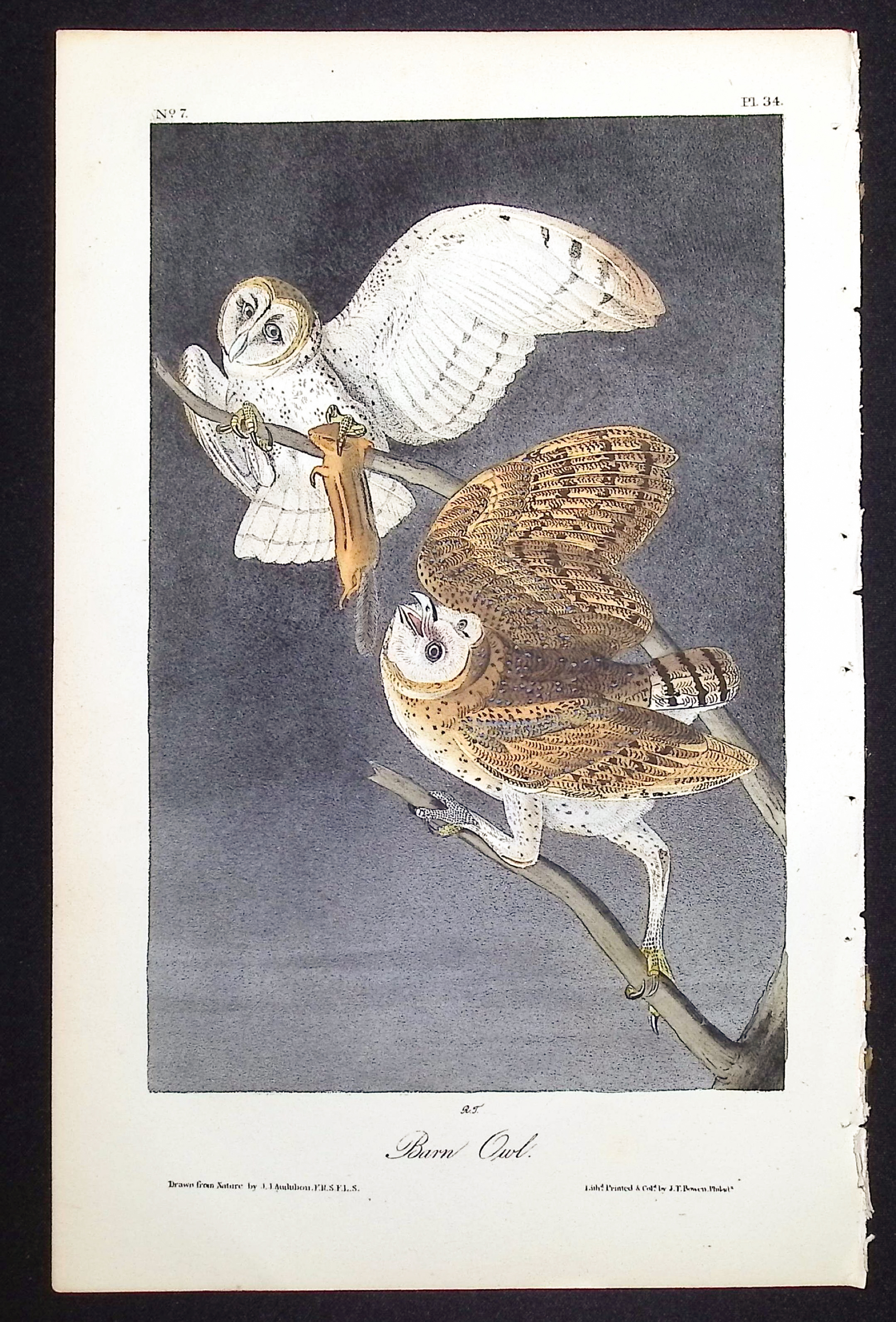 Audubon, First Ed - Barn Owl. 34