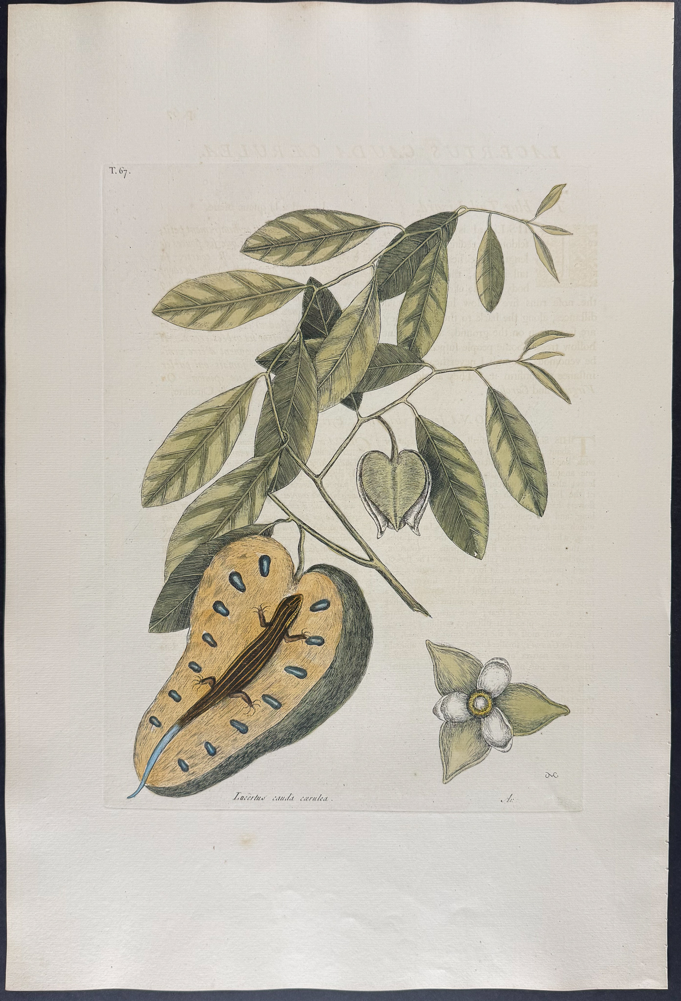 Catesby, Folio - Blue-Tailed Lizard with Cherimoya. 2-67