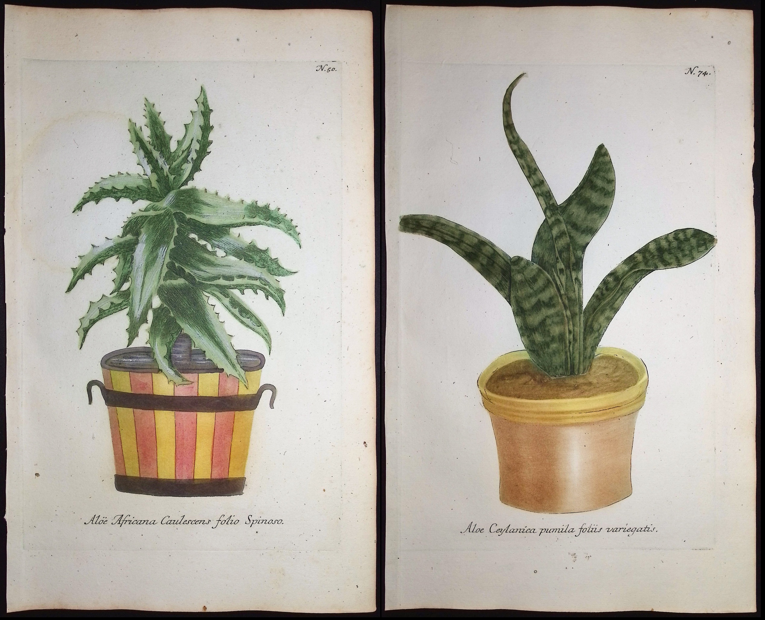 Weinmann - 4 Aloe Engravings