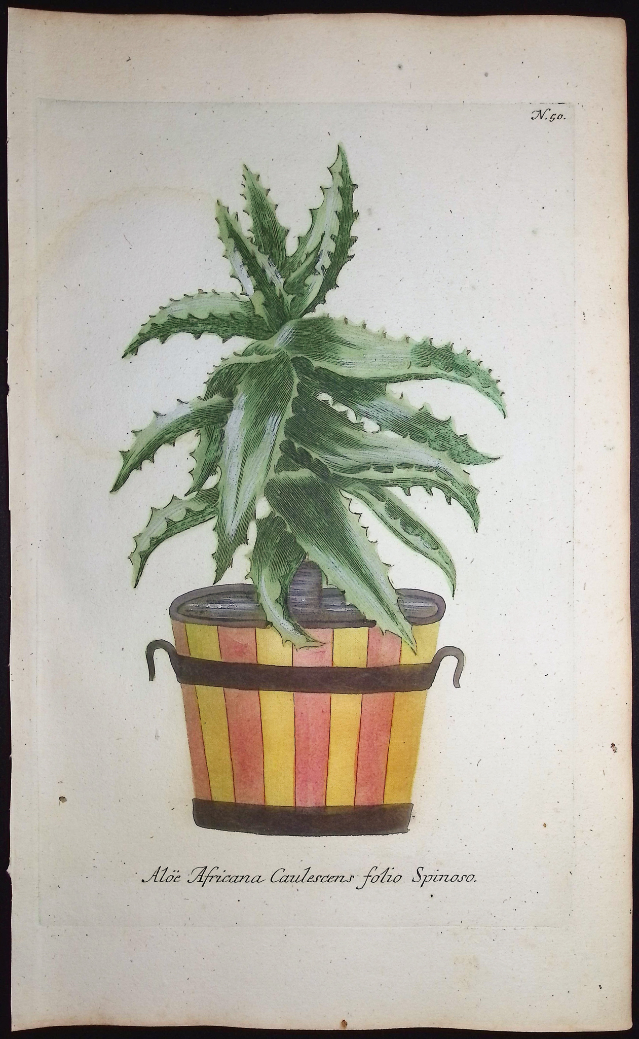 Weinmann - 4 Aloe Engravings