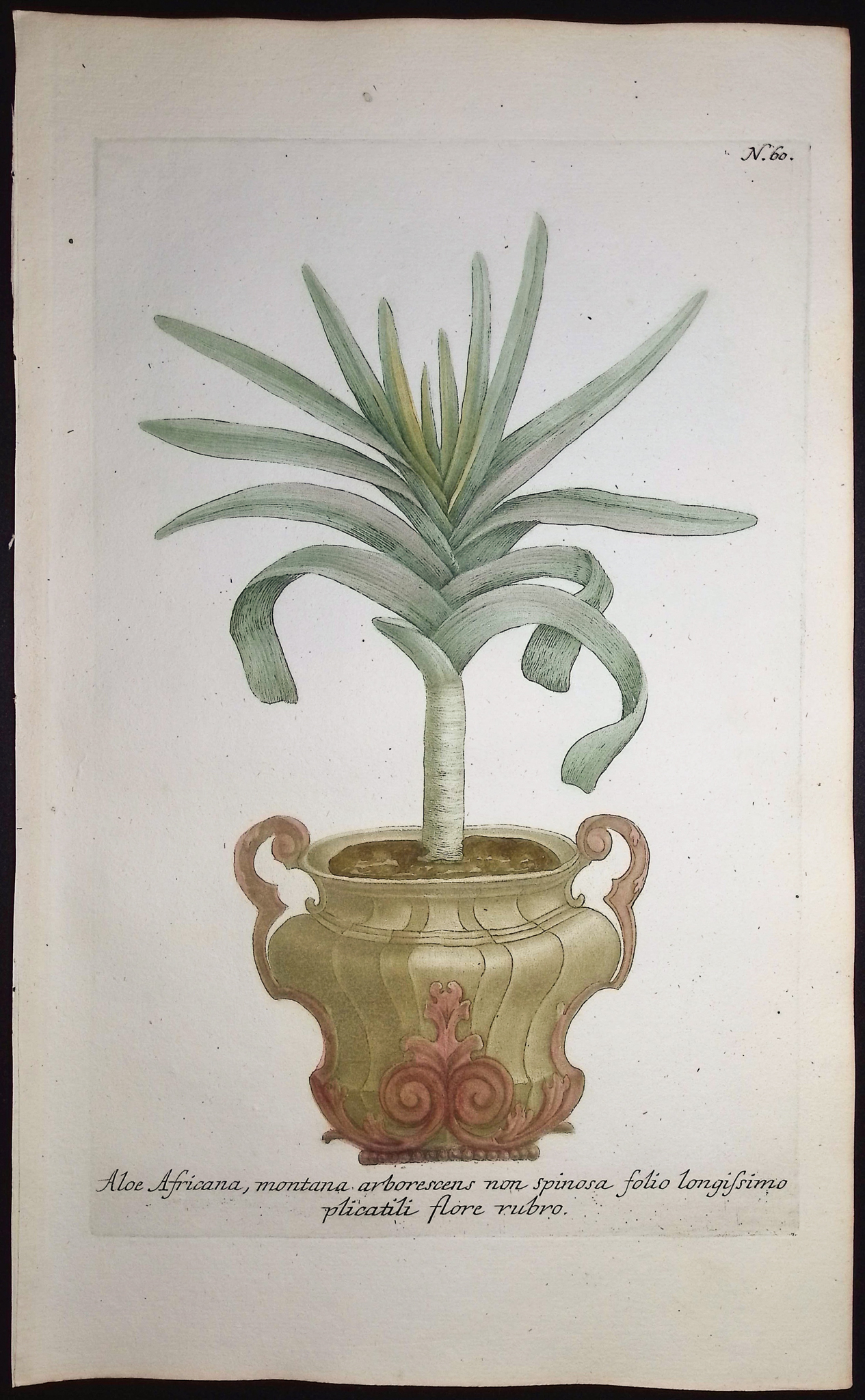 Weinmann - 4 Aloe Engravings