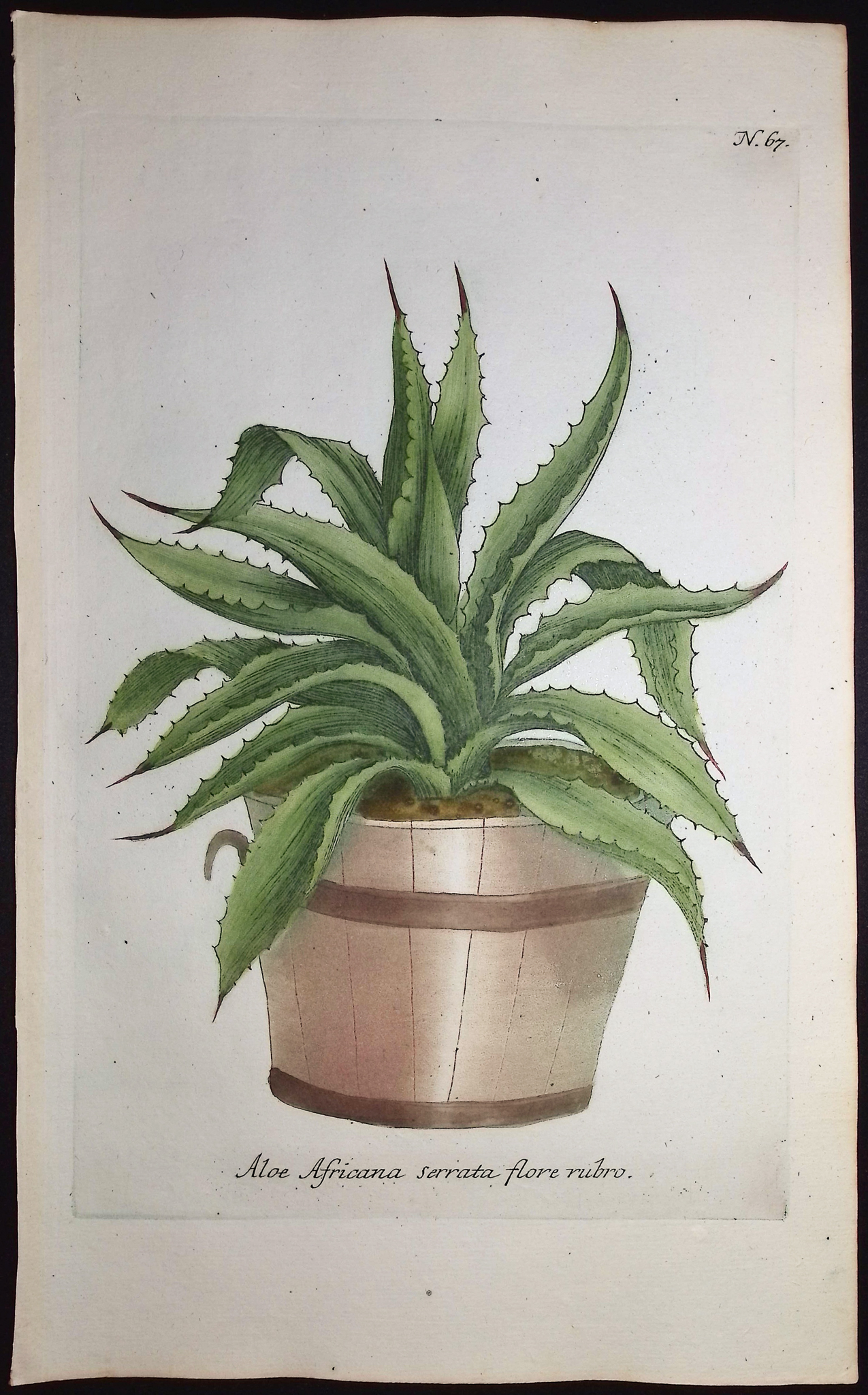 Weinmann - 4 Aloe Engravings
