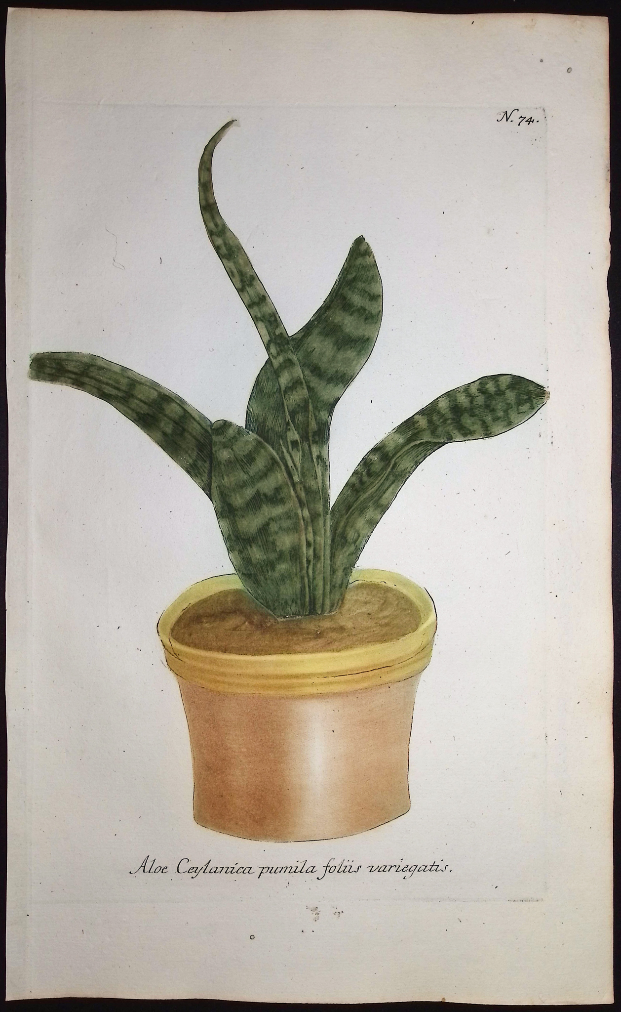 Weinmann - 4 Aloe Engravings