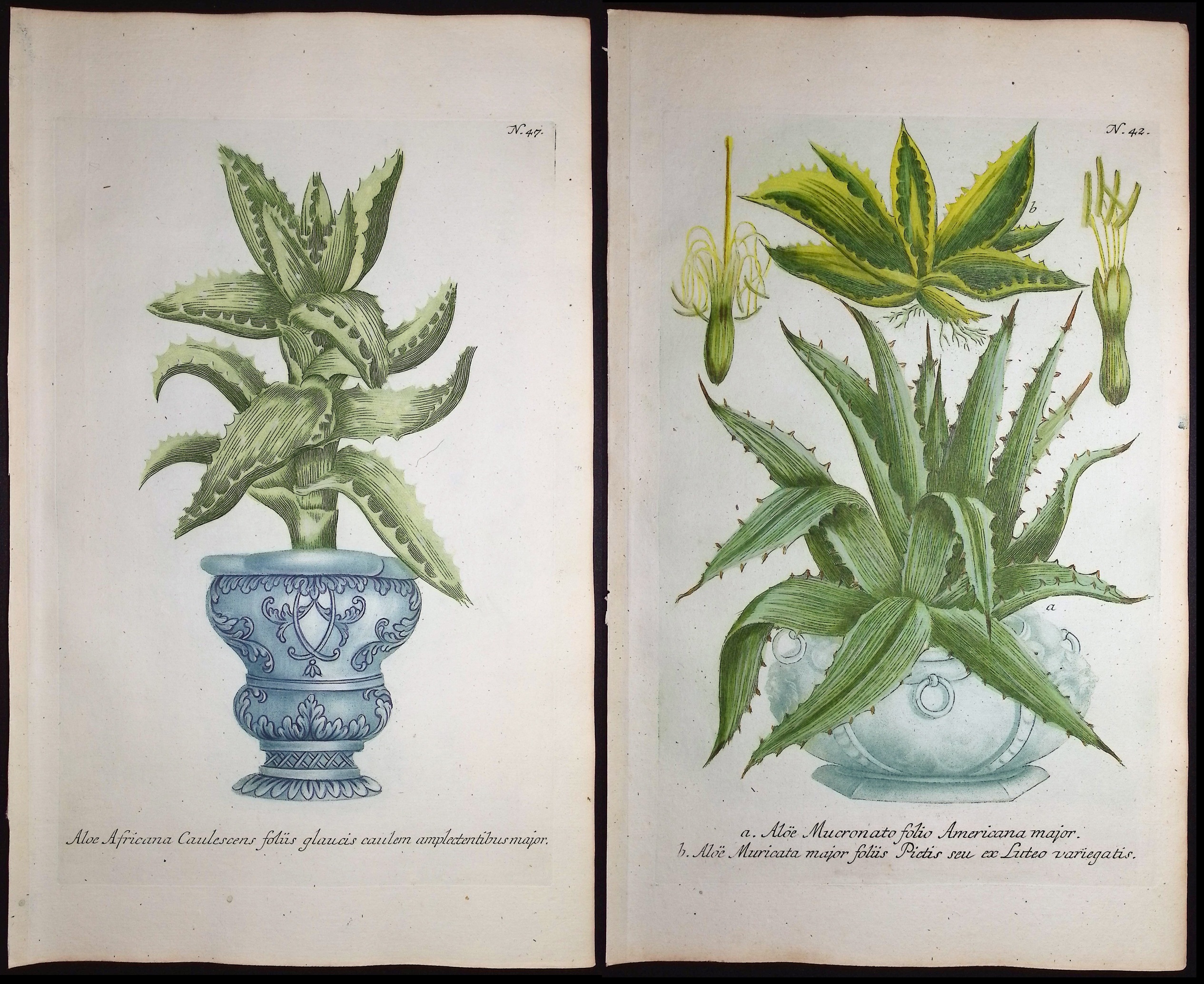 Weinmann - 5 Aloe Engravings