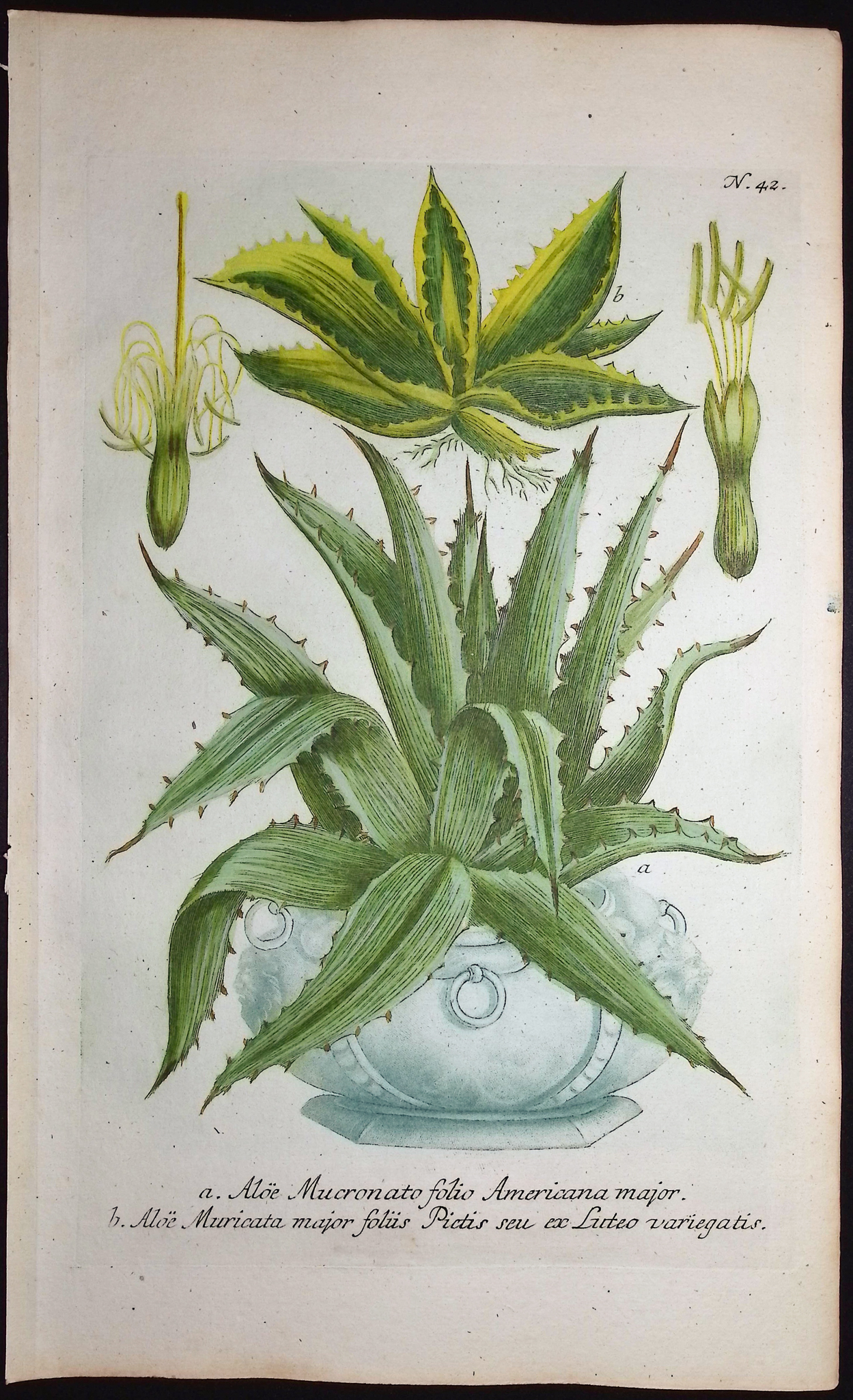 Weinmann - 5 Aloe Engravings
