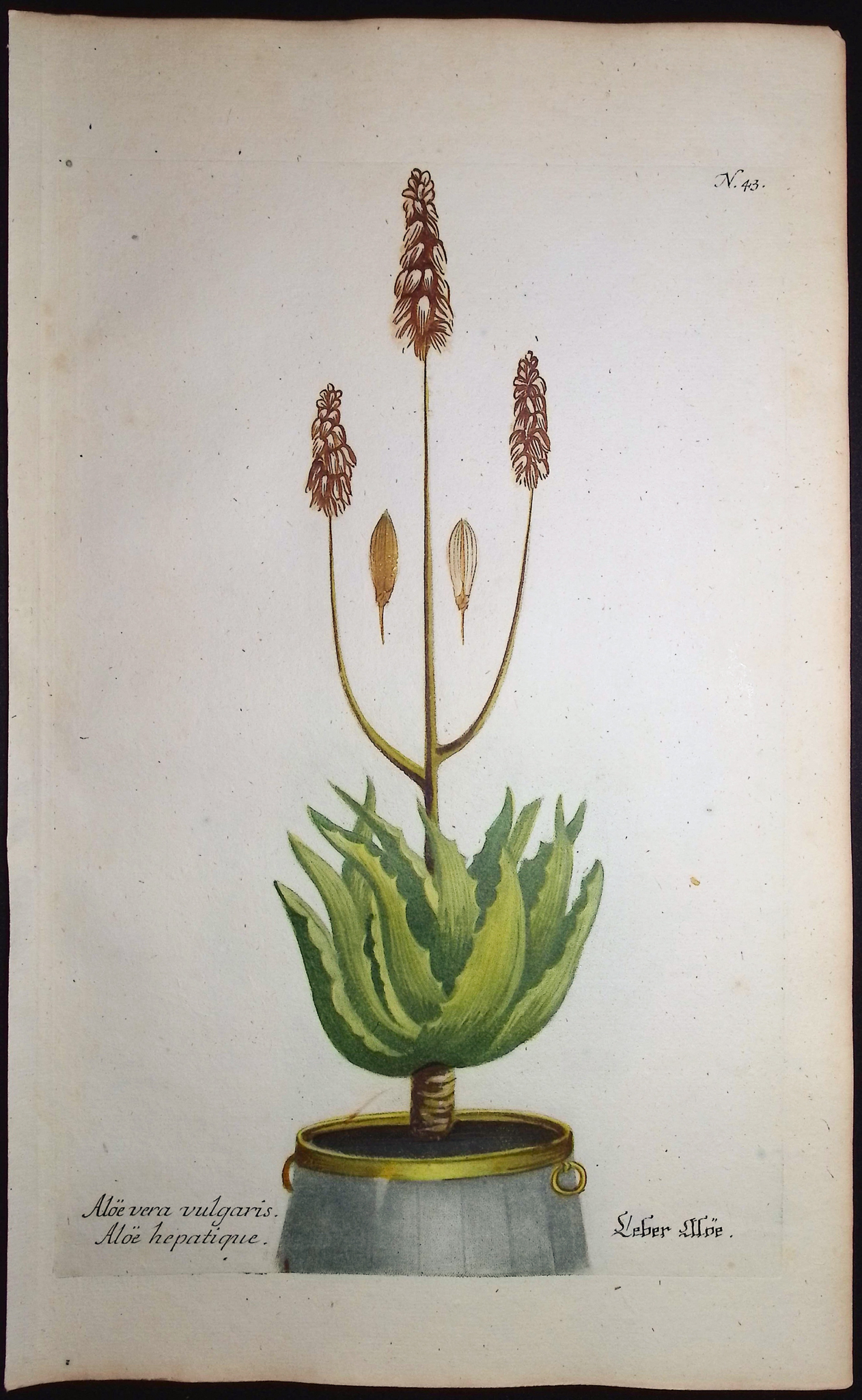 Weinmann - 5 Aloe Engravings