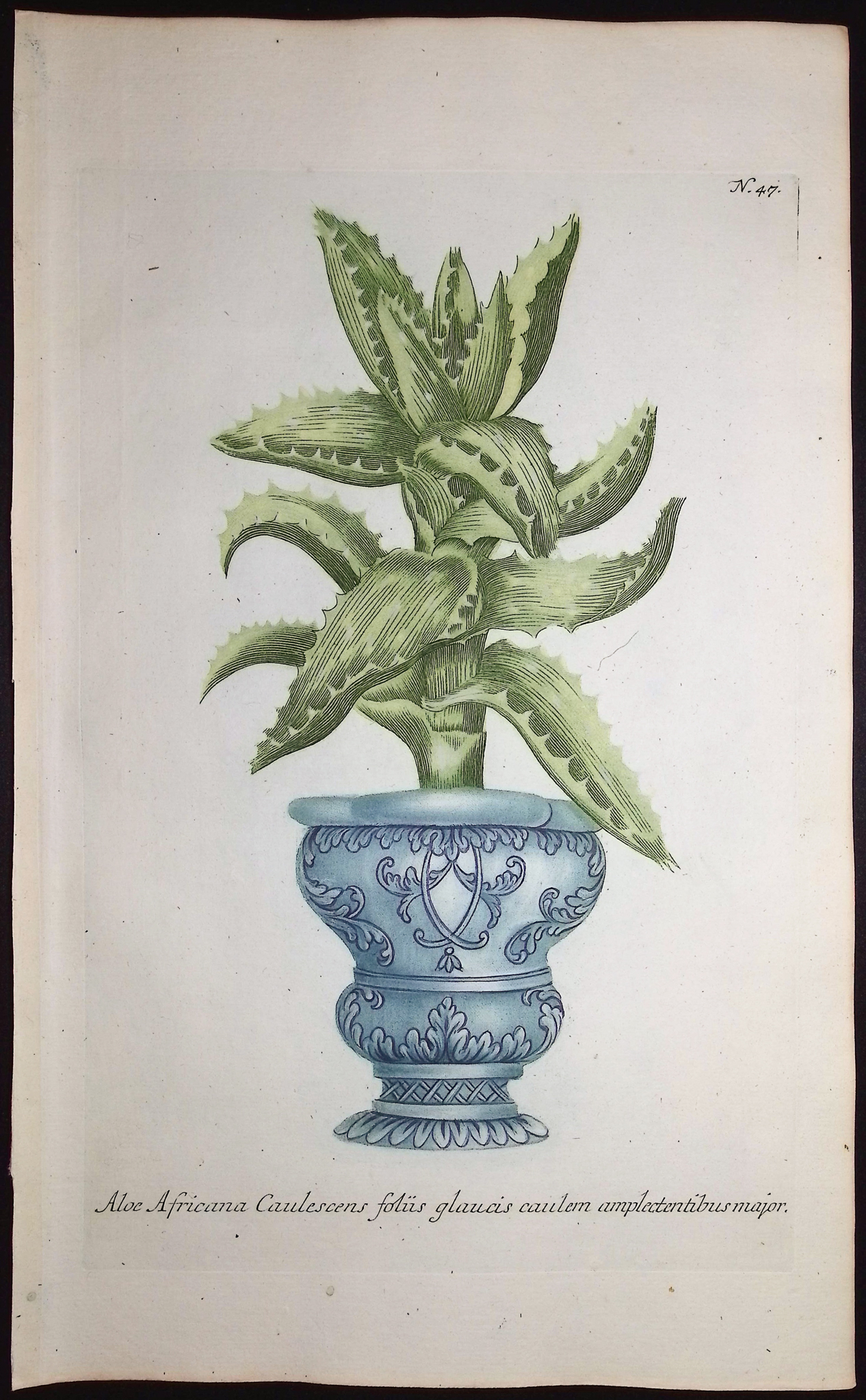 Weinmann - 5 Aloe Engravings