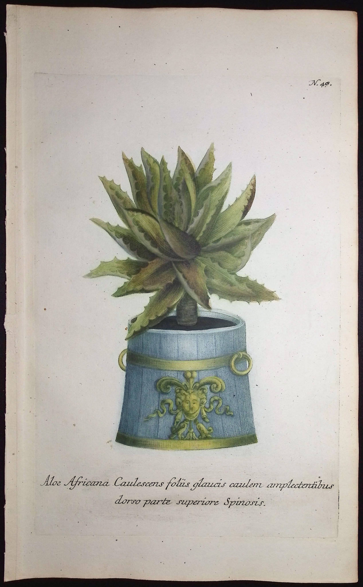 Weinmann - 5 Aloe Engravings