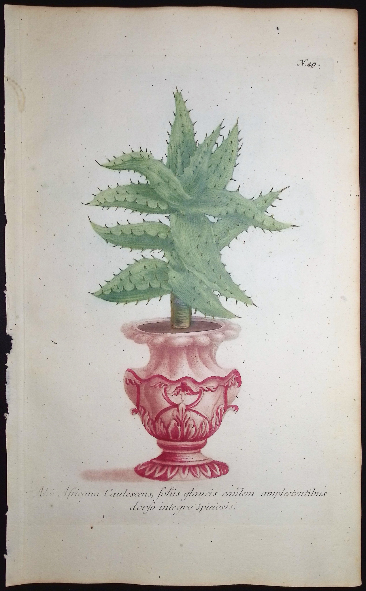 Weinmann - 5 Aloe Engravings