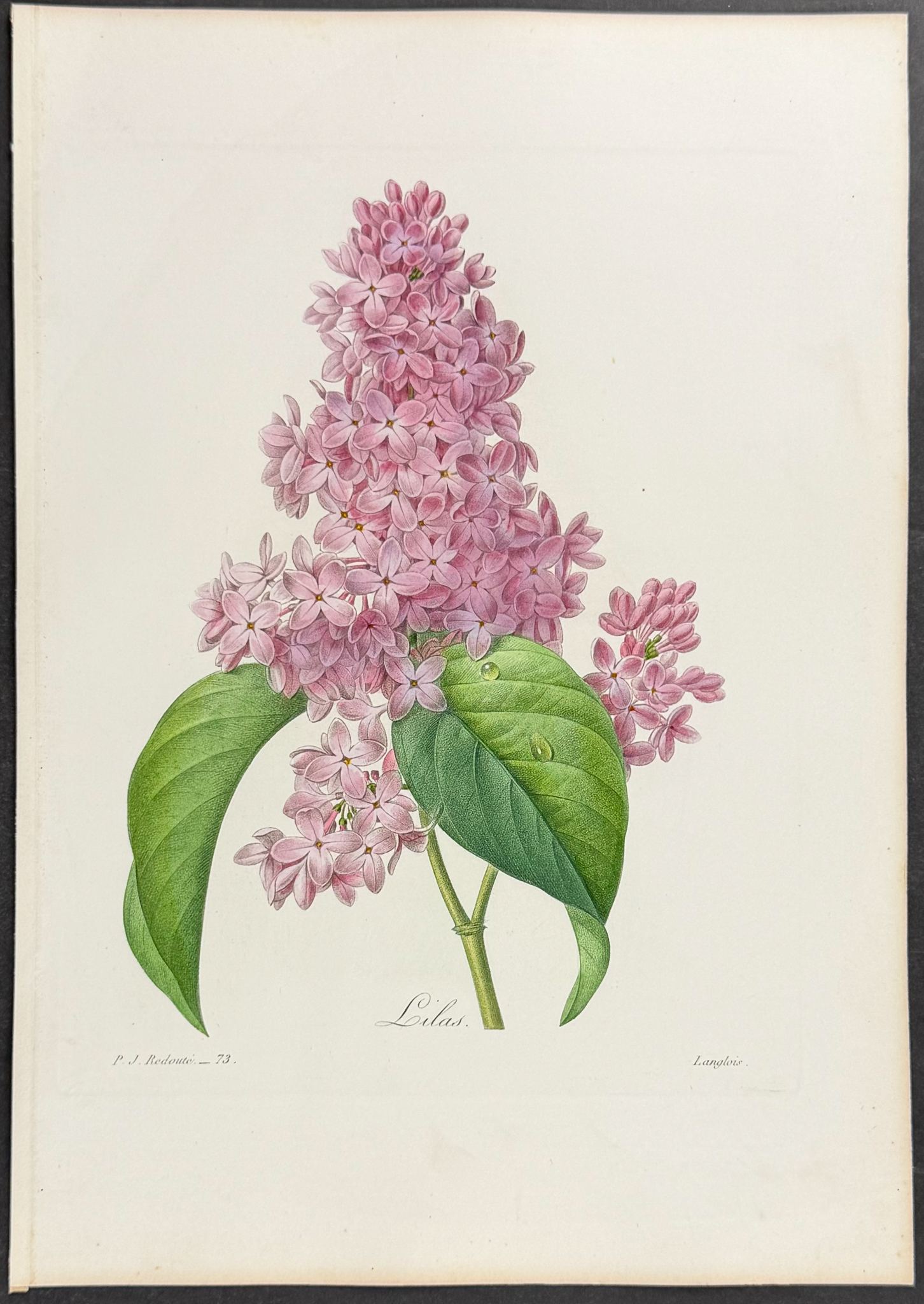 Redoute, Choix - Lilac