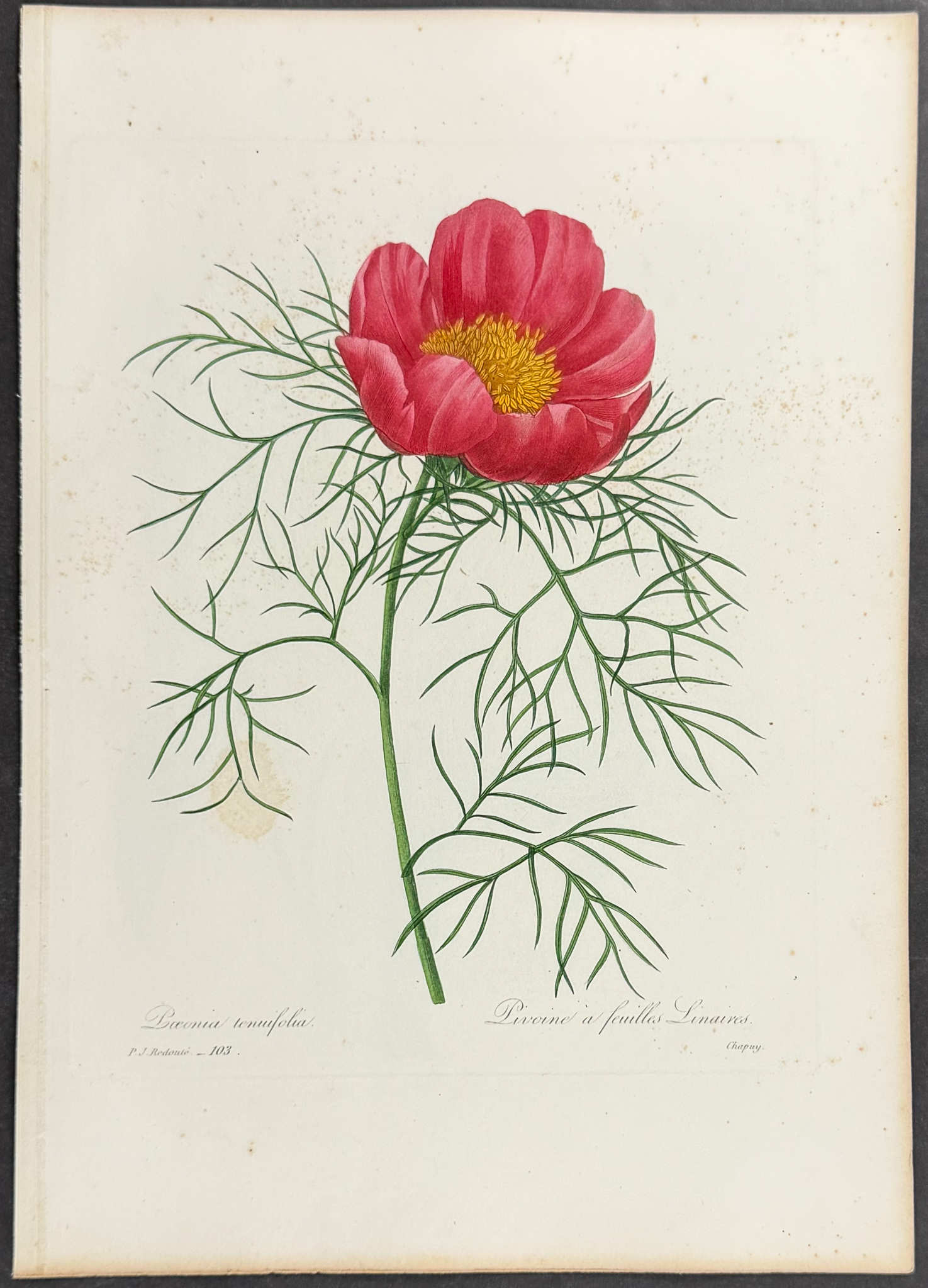 Redoute, Choix - Steppe Peony [Paeonia tenuifolia]