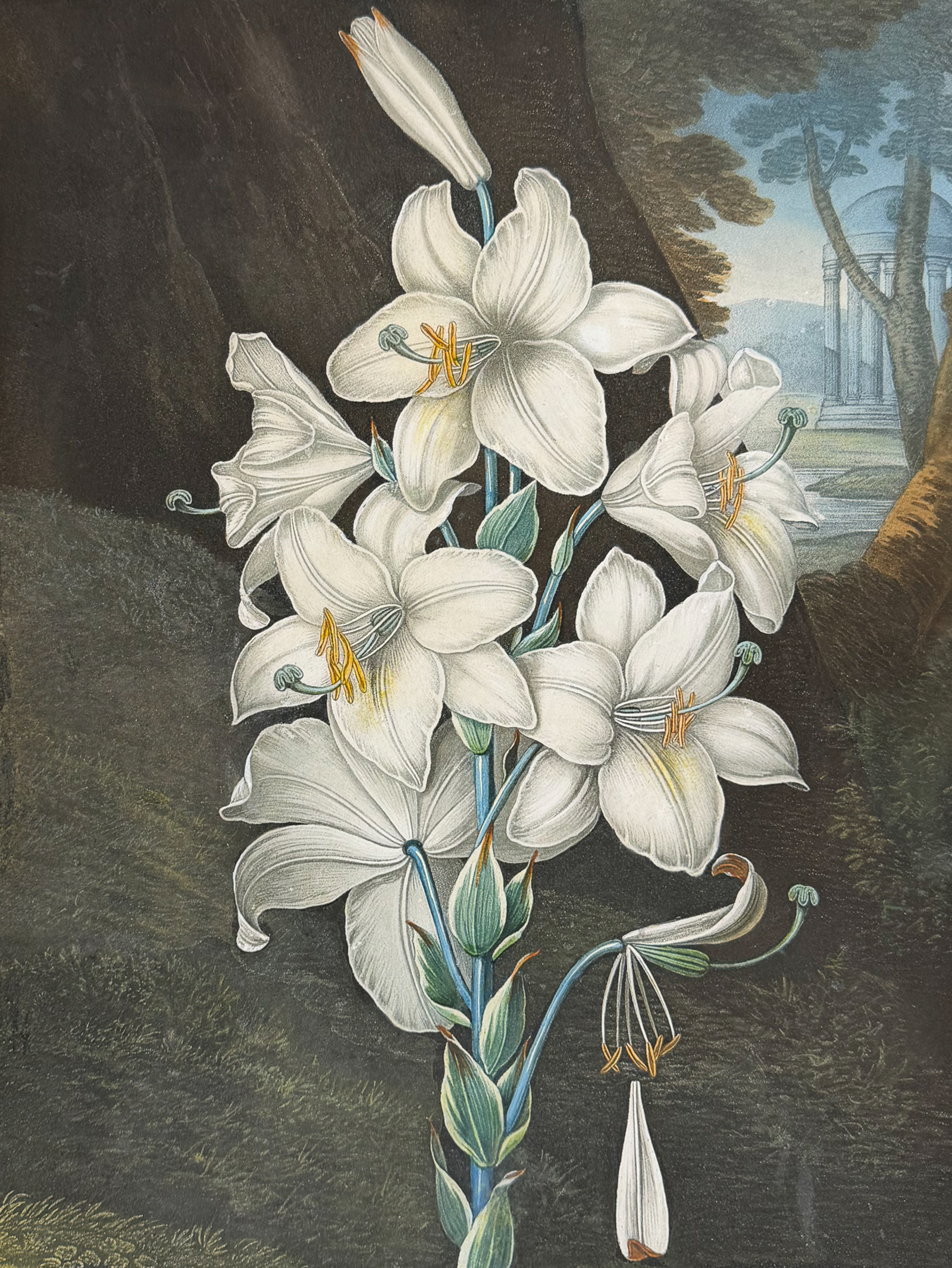 Thornton, Folio - The White Lily