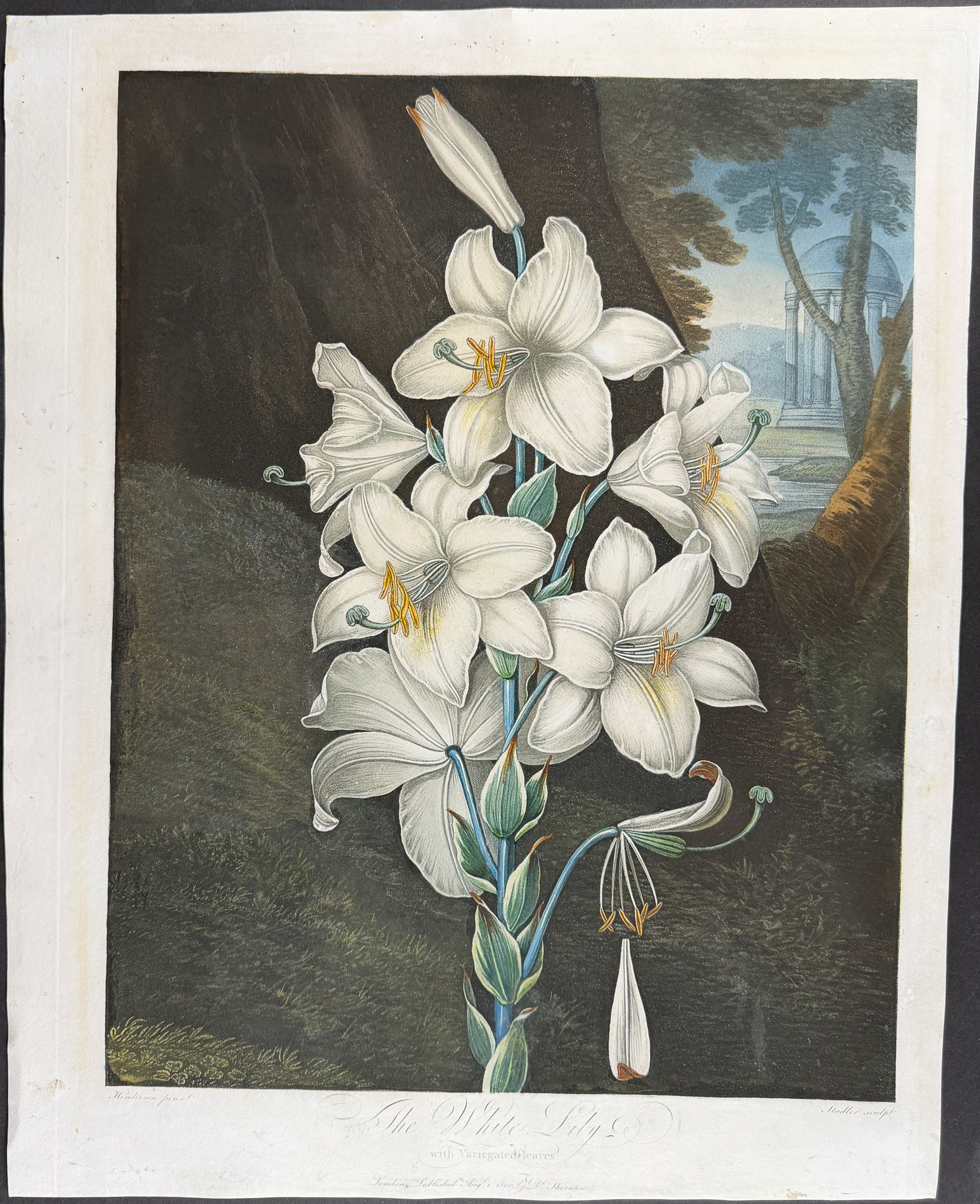 Thornton, Folio - The White Lily