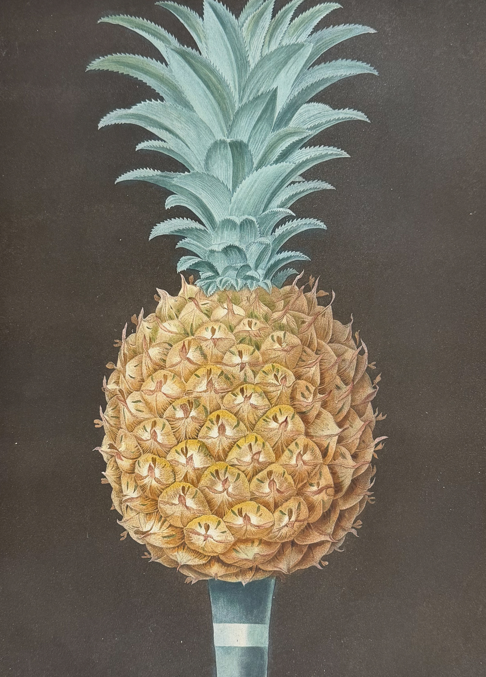 Brookshaw, Folio - Black Antigua Pineapple. 55