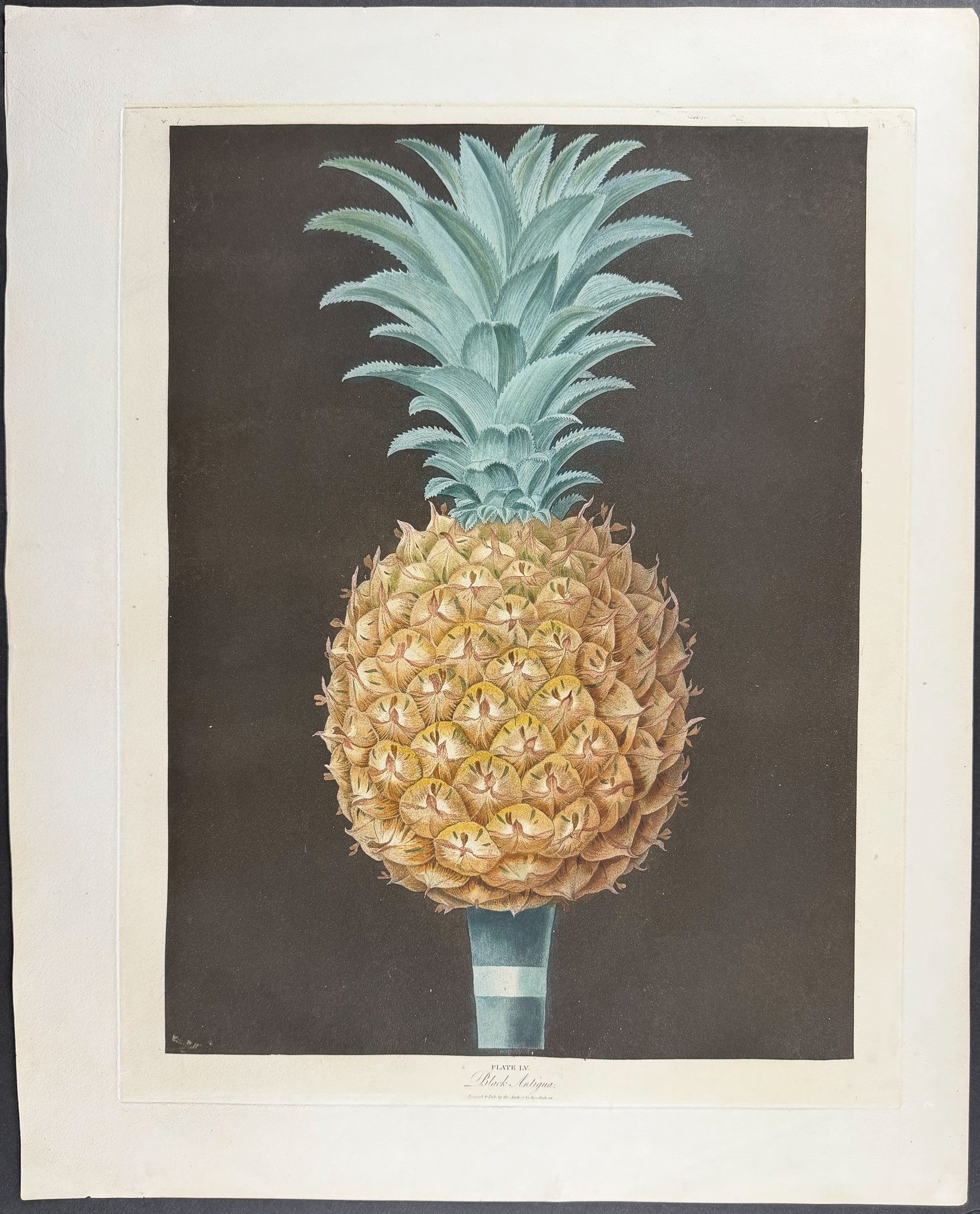 Brookshaw, Folio - Black Antigua Pineapple. 55
