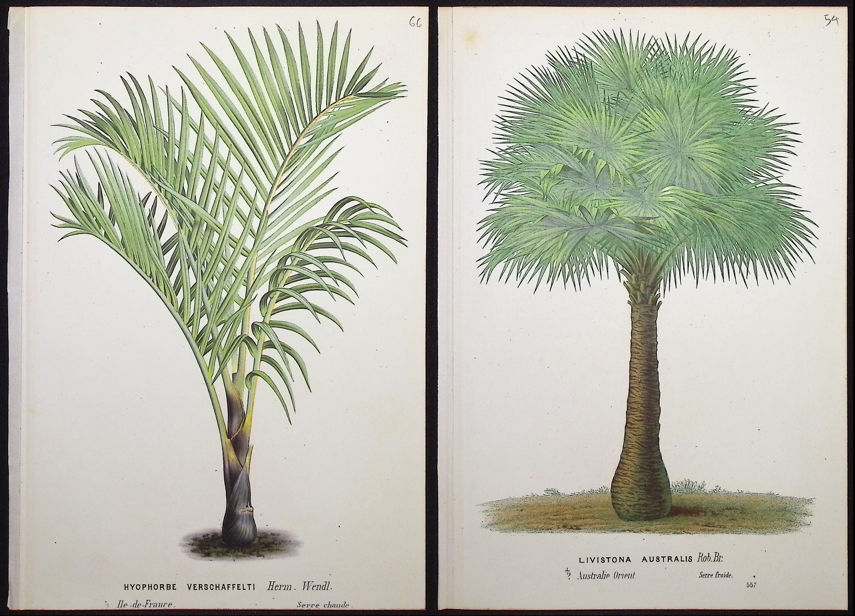 Van Houtte - 6 Palm Tree Prints
