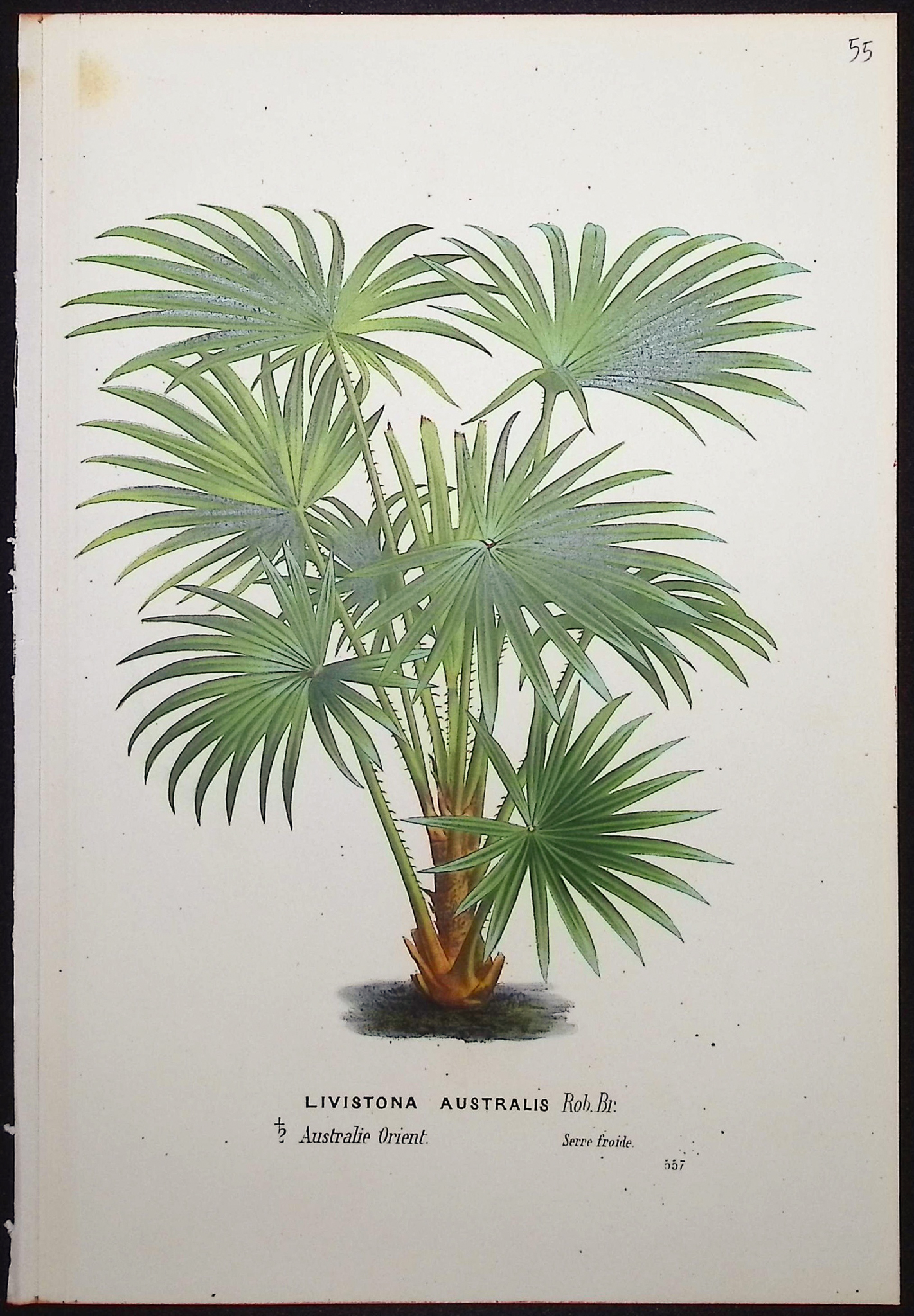 Van Houtte - 6 Palm Tree Prints