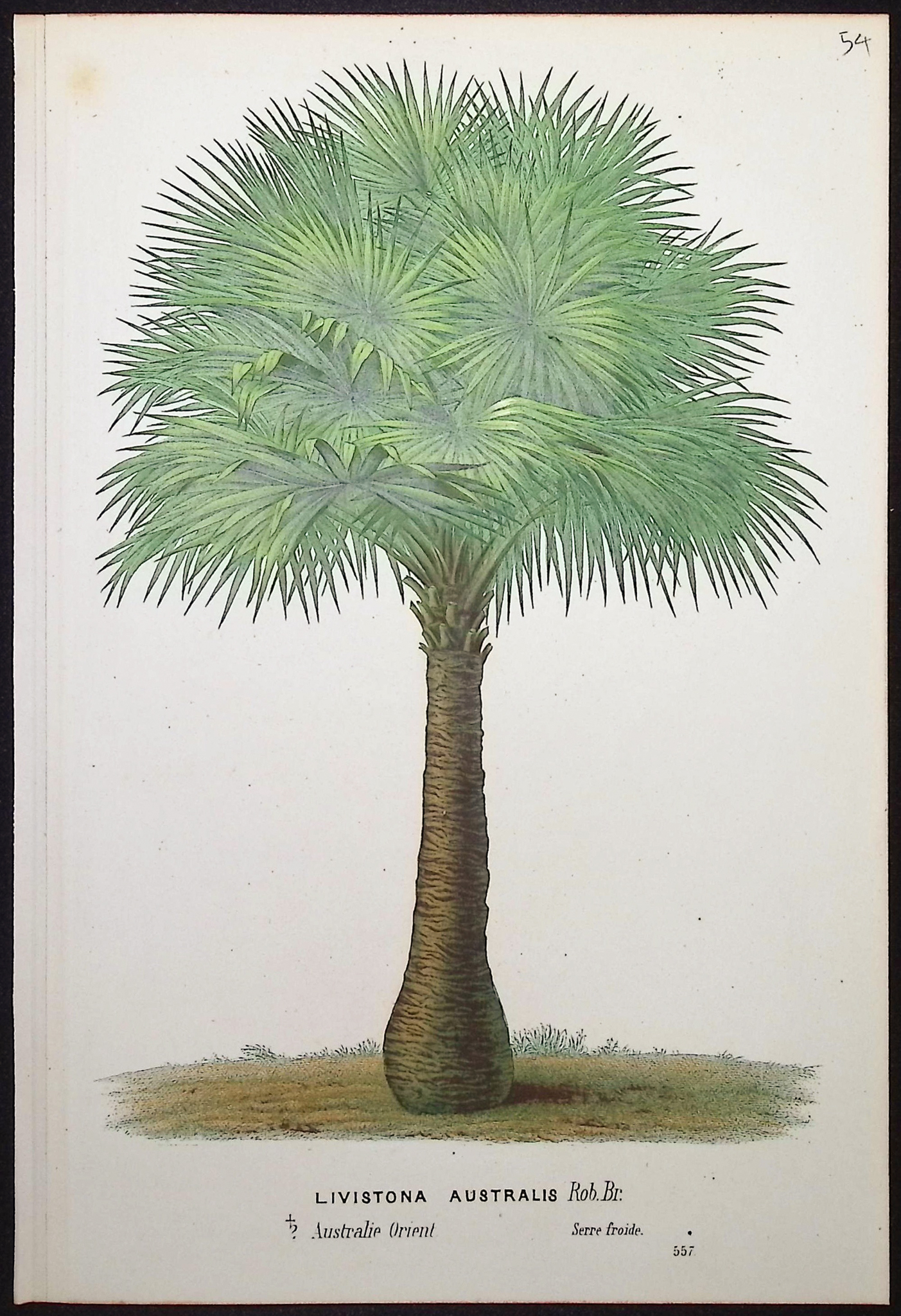 Van Houtte - 6 Palm Tree Prints