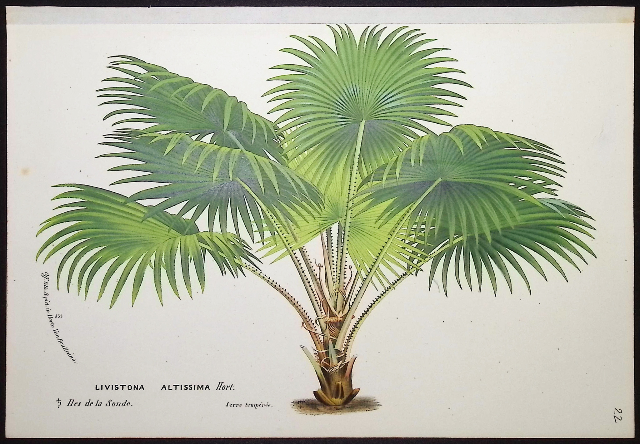Van Houtte - 6 Palm Tree Prints