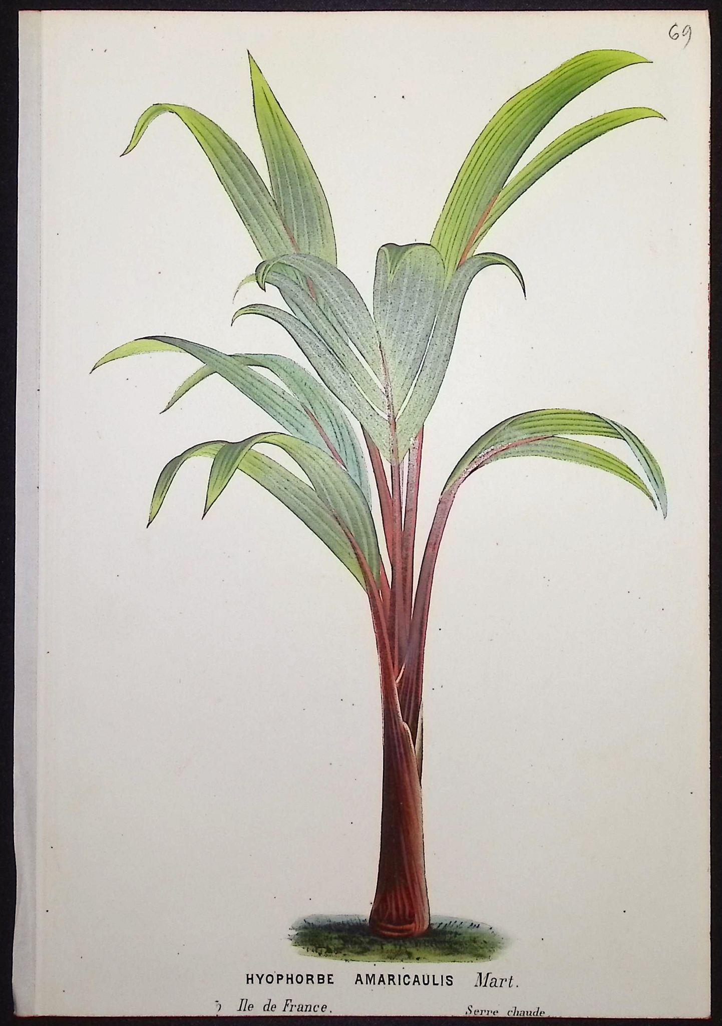 Van Houtte - 6 Palm Tree Prints