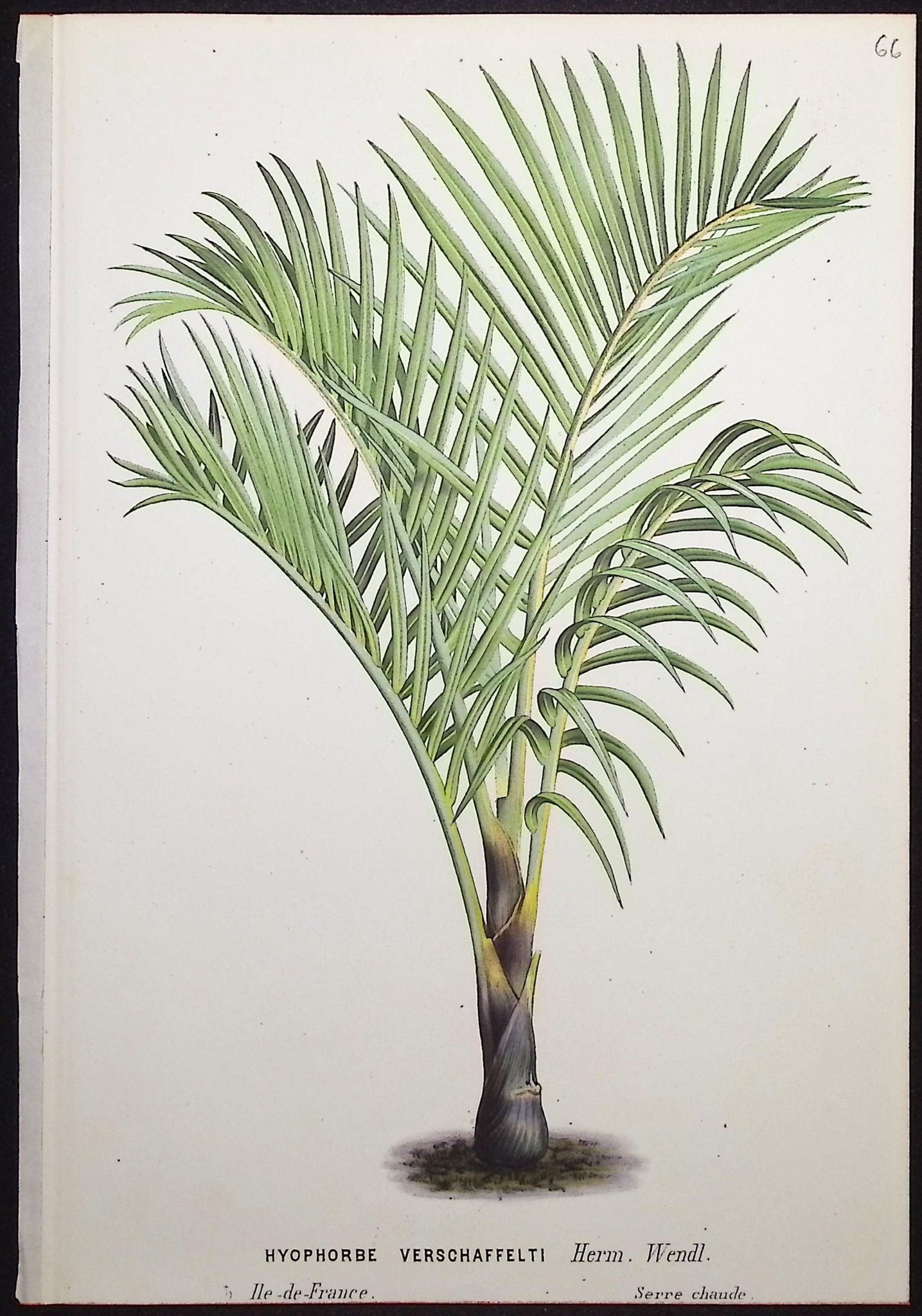 Van Houtte - 6 Palm Tree Prints