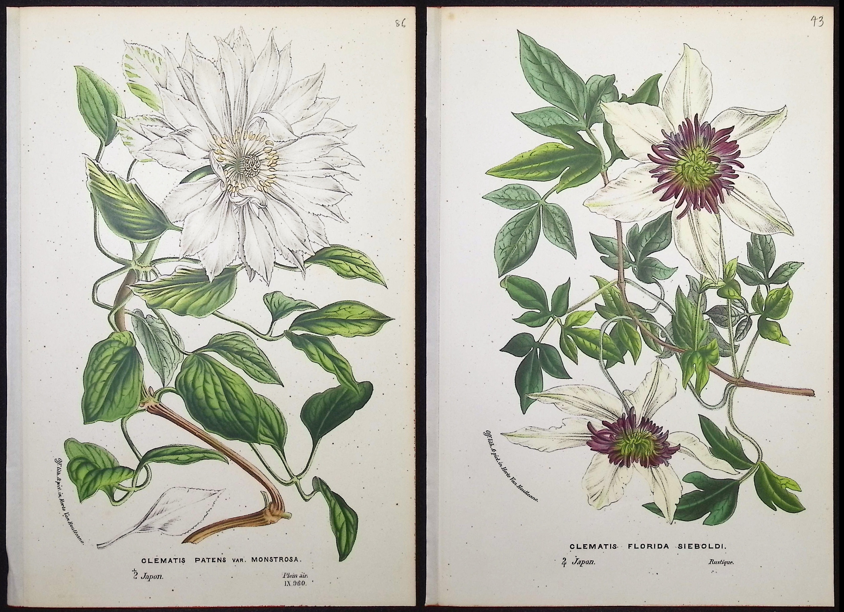 Van Houtte - 4 Clematis Prints