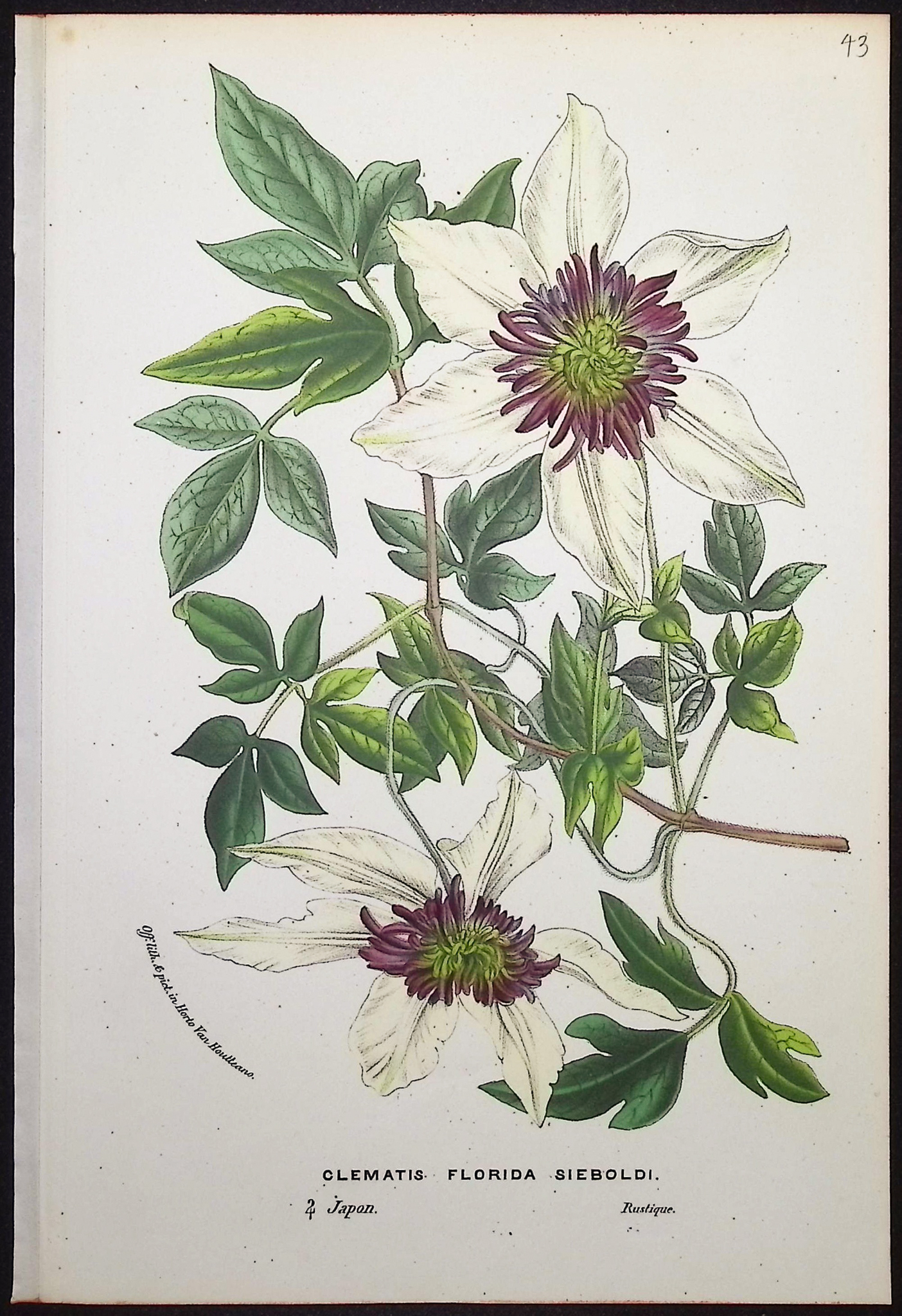 Van Houtte - 4 Clematis Prints