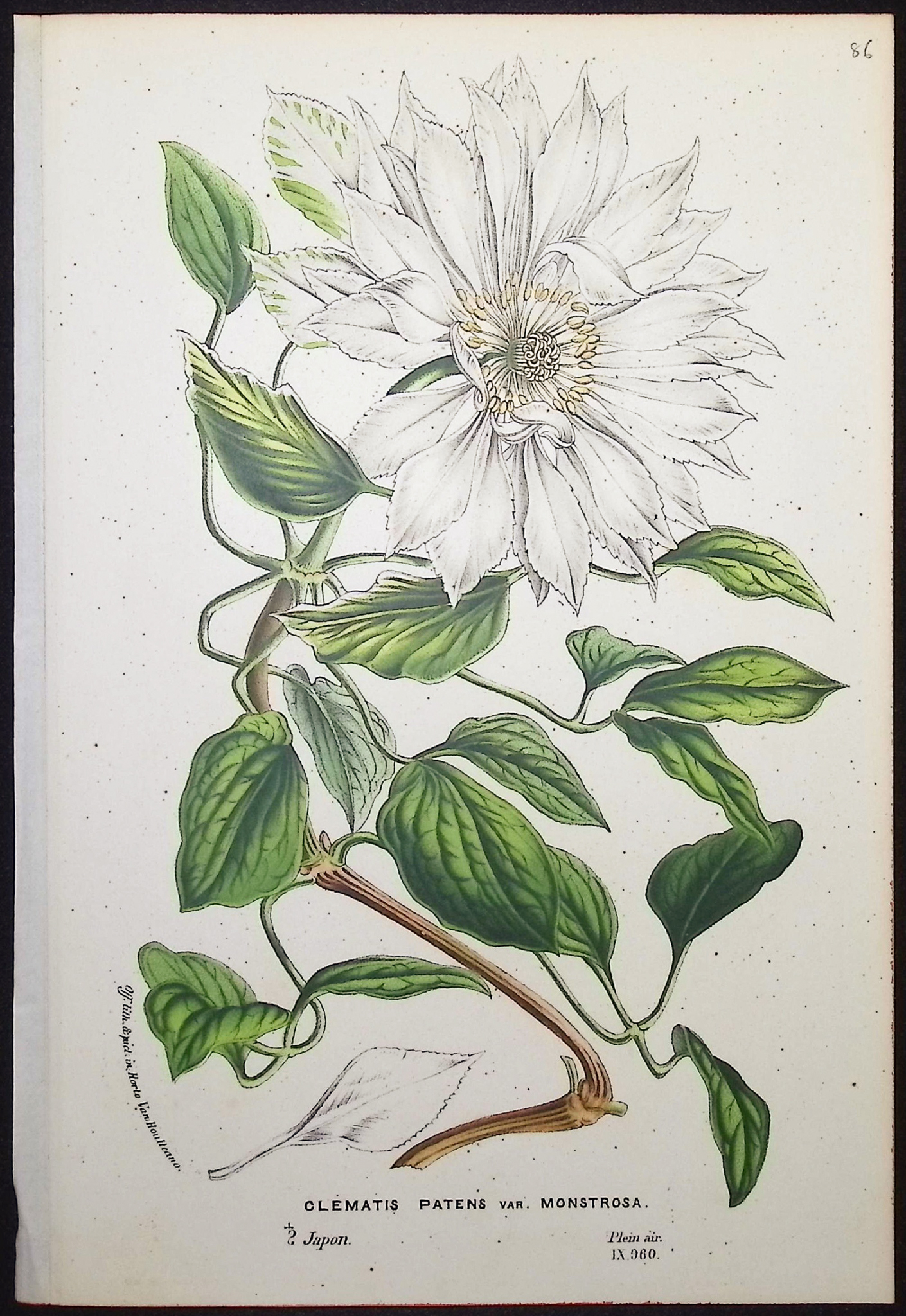 Van Houtte - 4 Clematis Prints