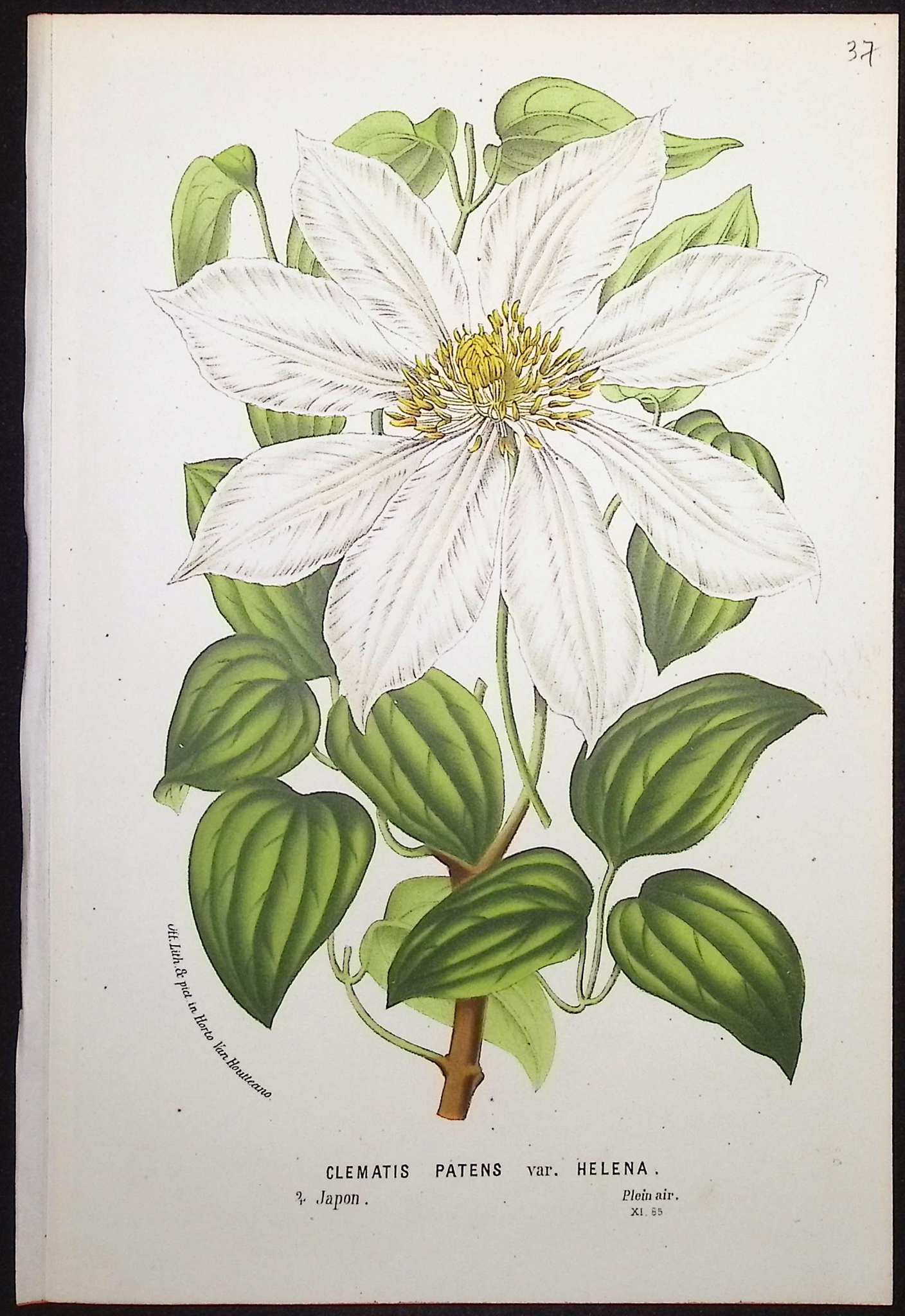 Van Houtte - 4 Clematis Prints